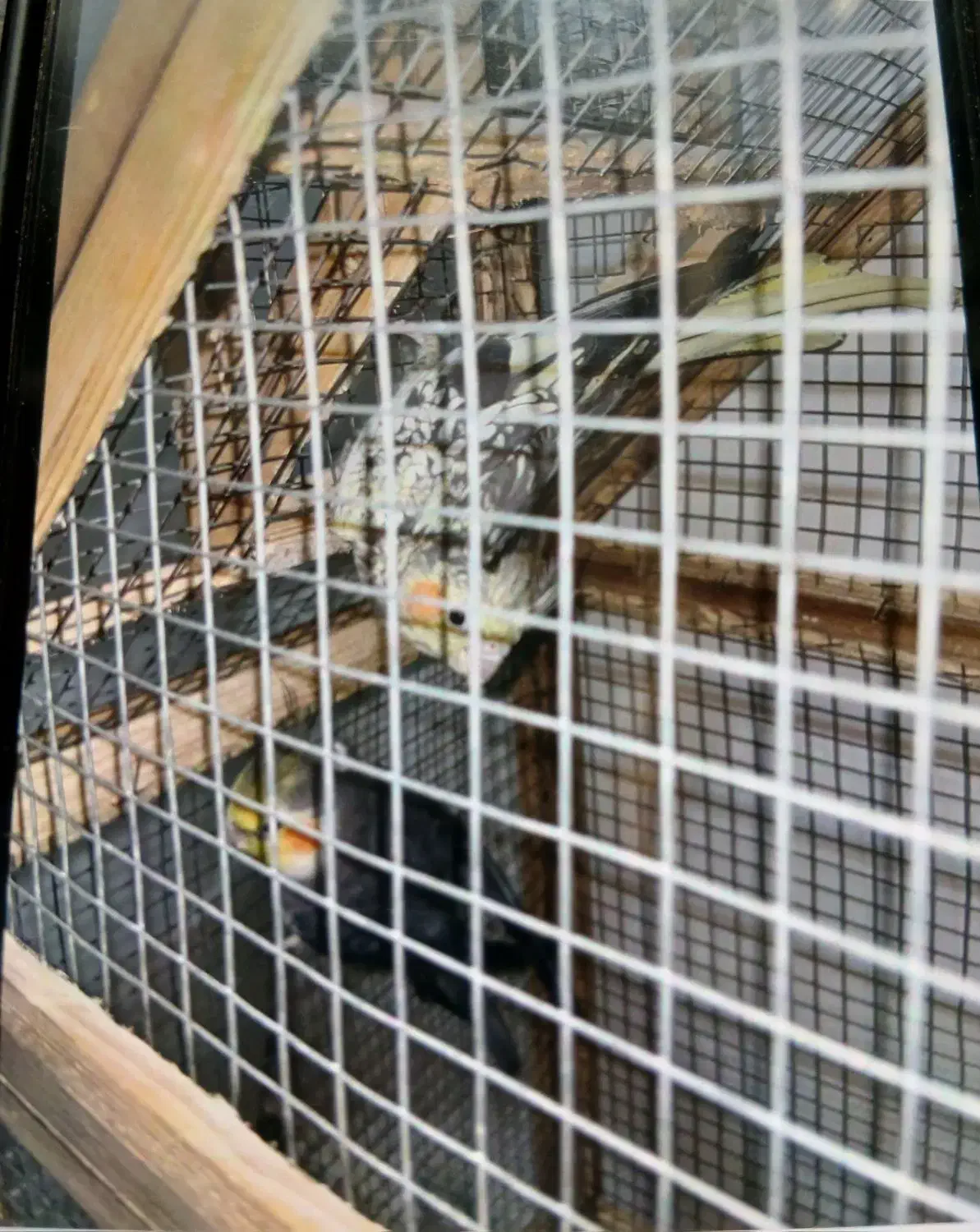 عروس هلندی|پرنده|مینودشت, |دیوار