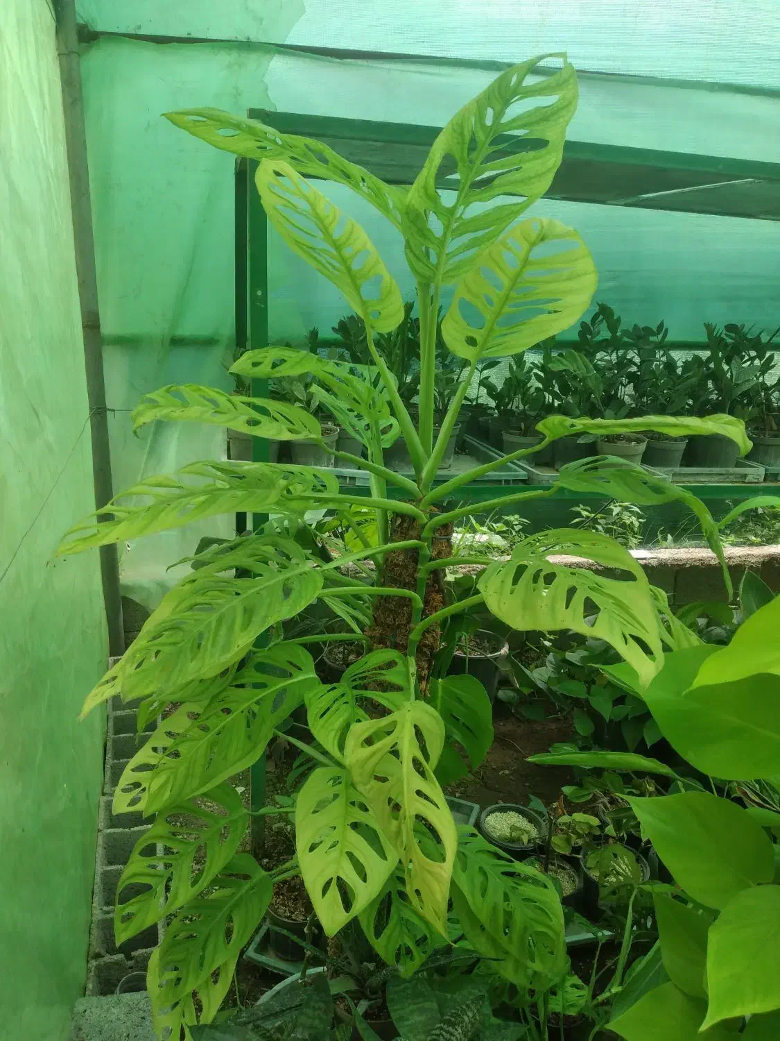 فروش گلهای آپارتمانی|عمده‌فروشی|ساری, |دیوار