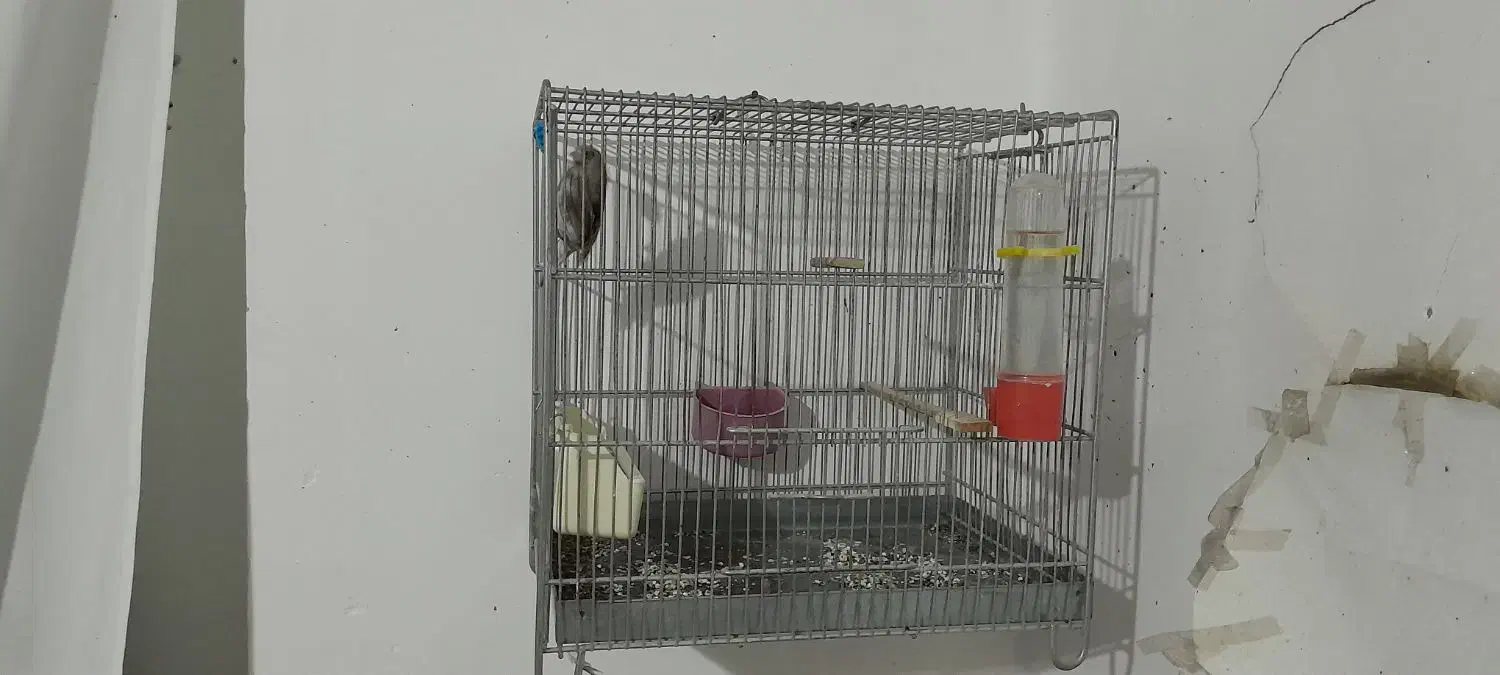 سهره|پرنده|رامیان, |دیوار