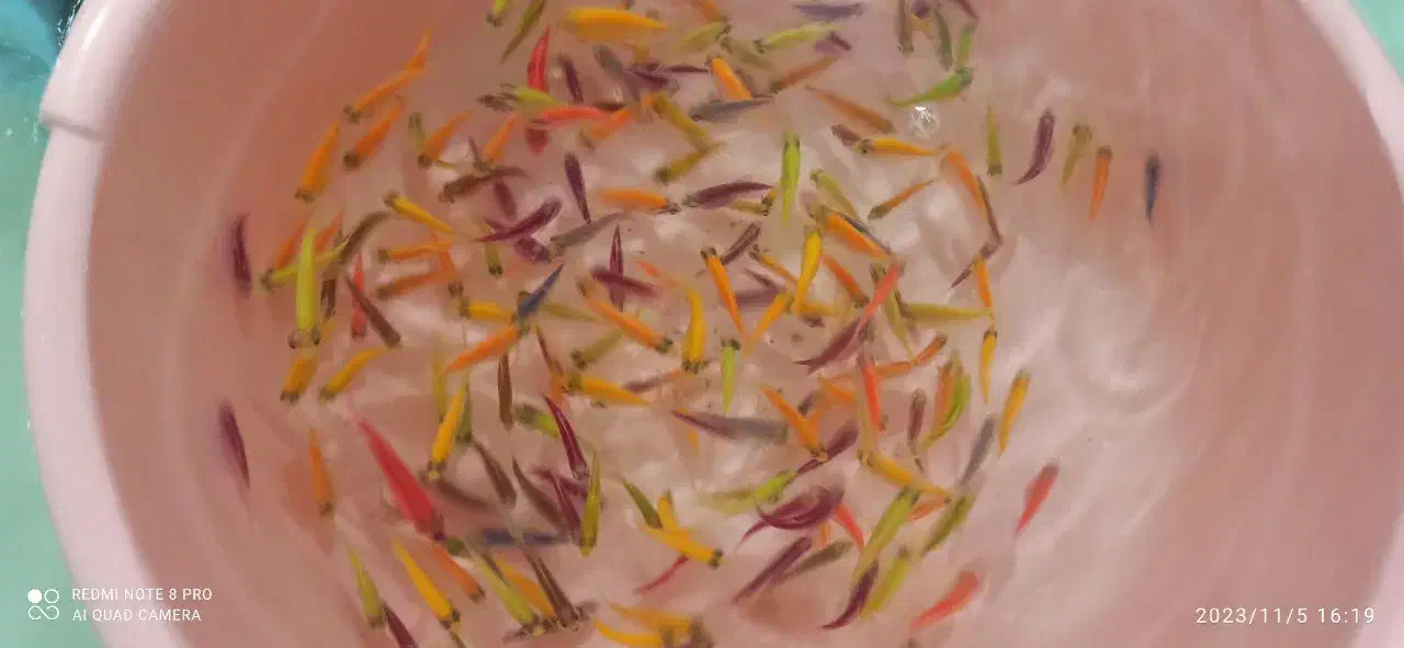 کالر ویدو|ماهی|بروجرد, |دیوار