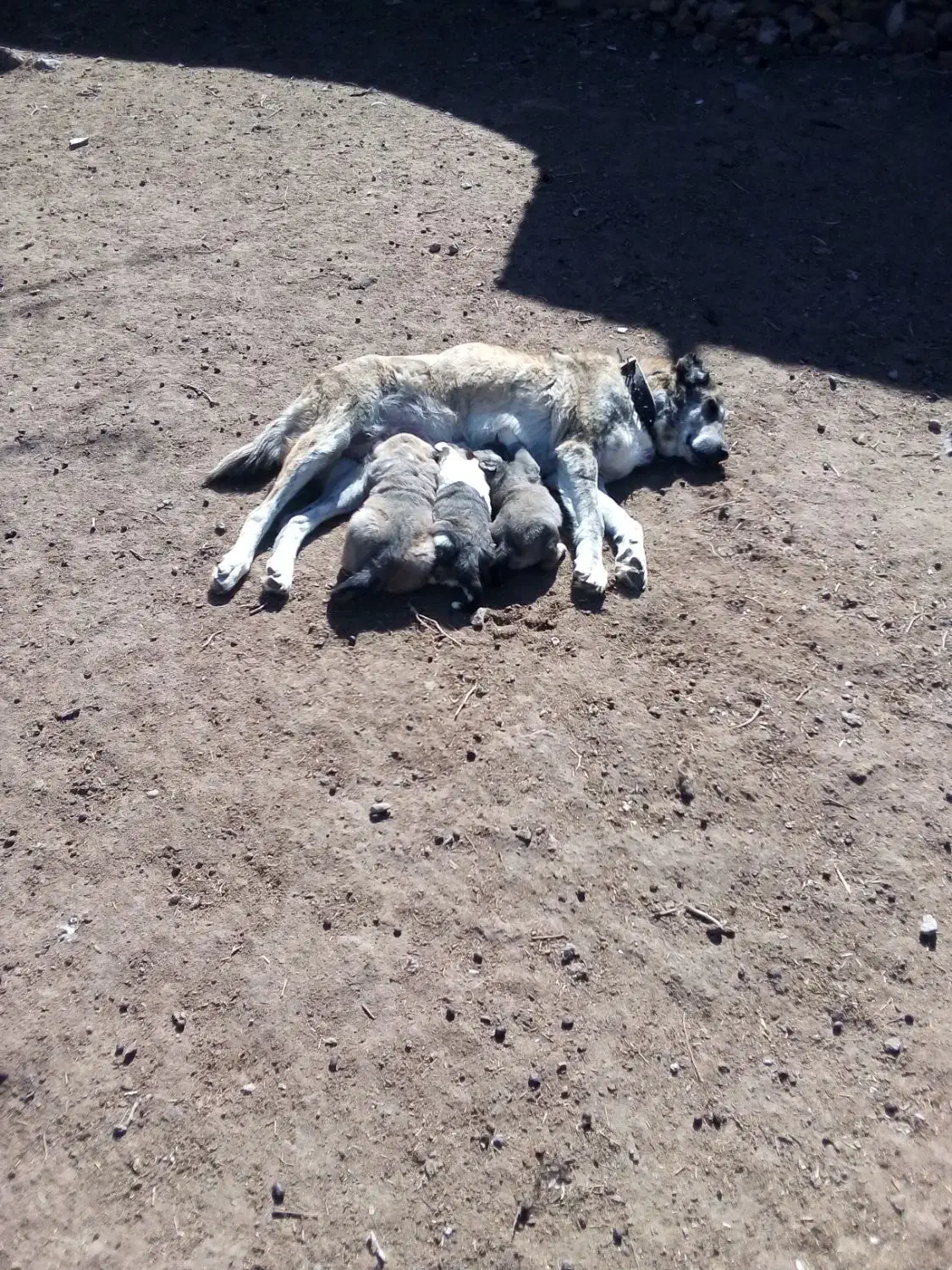 سگ ماده رخ افغان بشرط گله وگرگ|سگ|سبزوار, رباط|دیوار