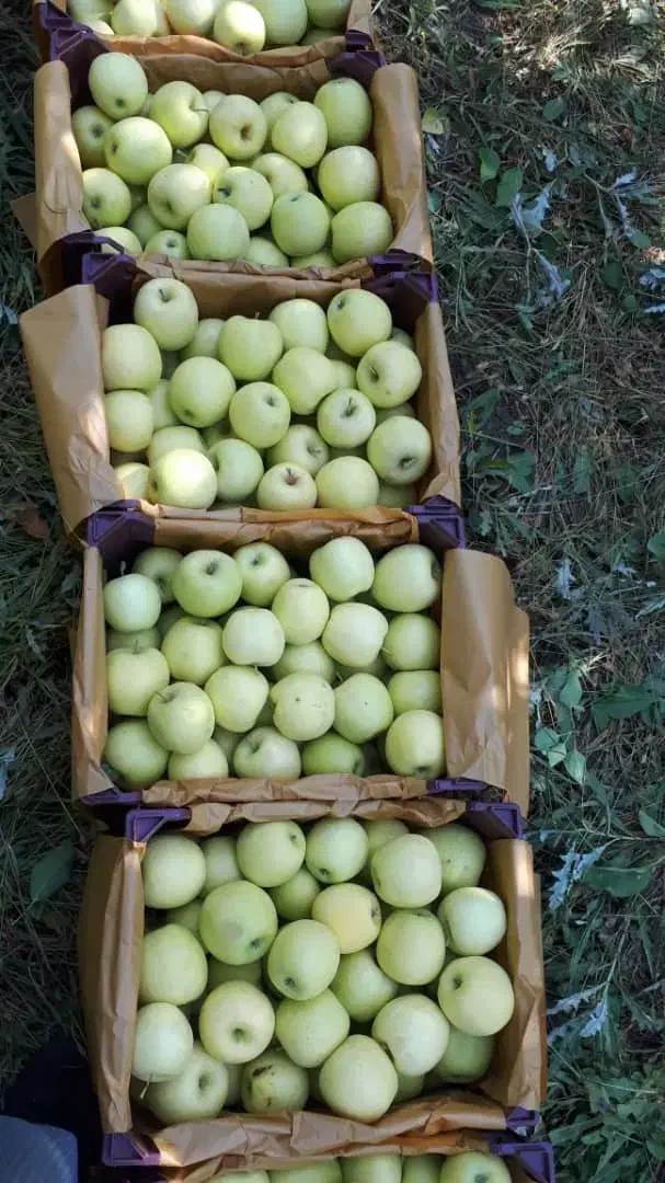 با قیمت مناسب بخر|خدمات باغبانی و درختکاری|پیرانشهر, |دیوار