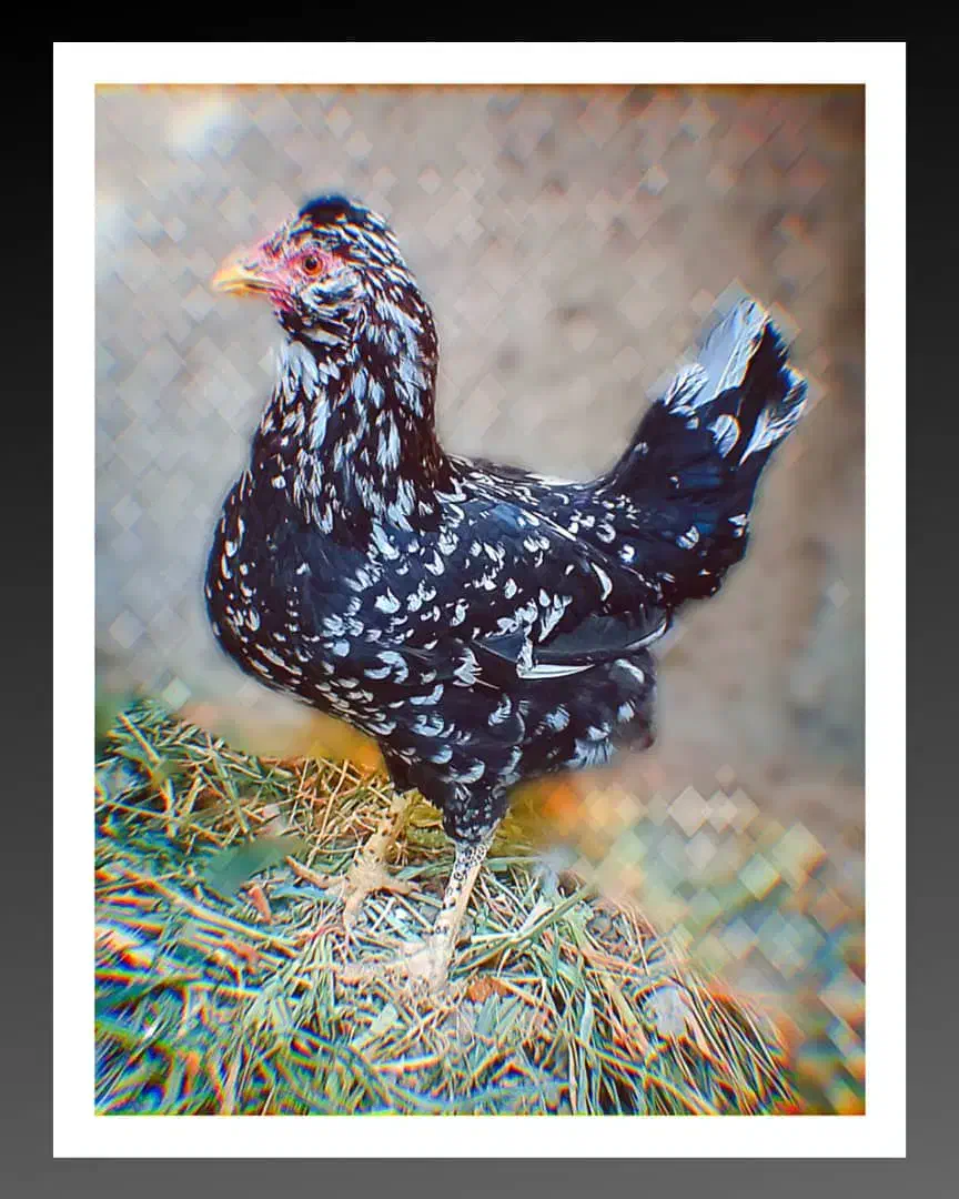 مرغ و خروس گلین لری|حیوانات مزرعه|گرگان, |دیوار