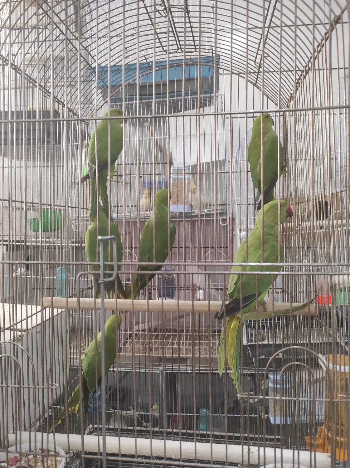 شش تا جوجه طوطی ملنگو چهار پنج ماهه|پرنده|جیرفت, |دیوار