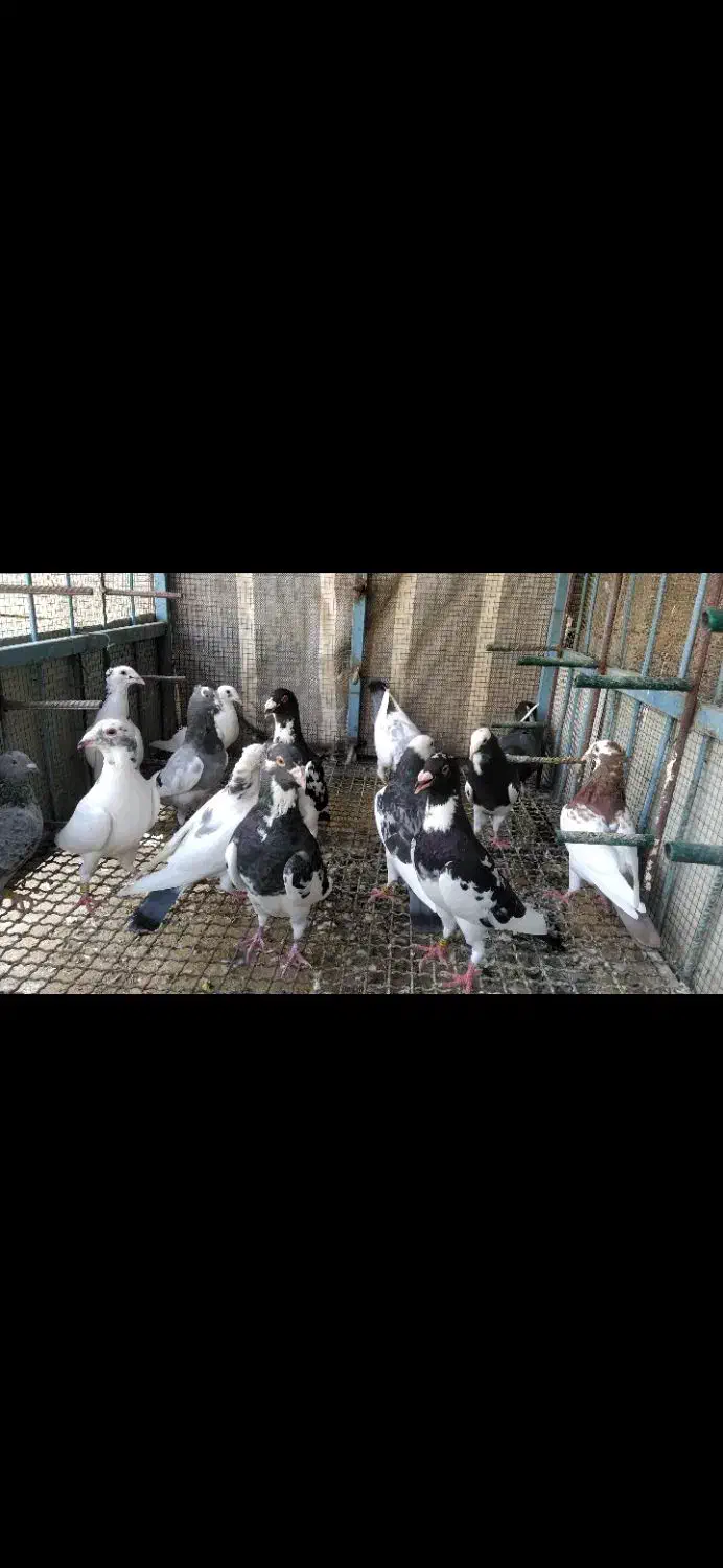 کفتر پلاکی طوقی دمبی شهری|پرنده|سروستان, |دیوار