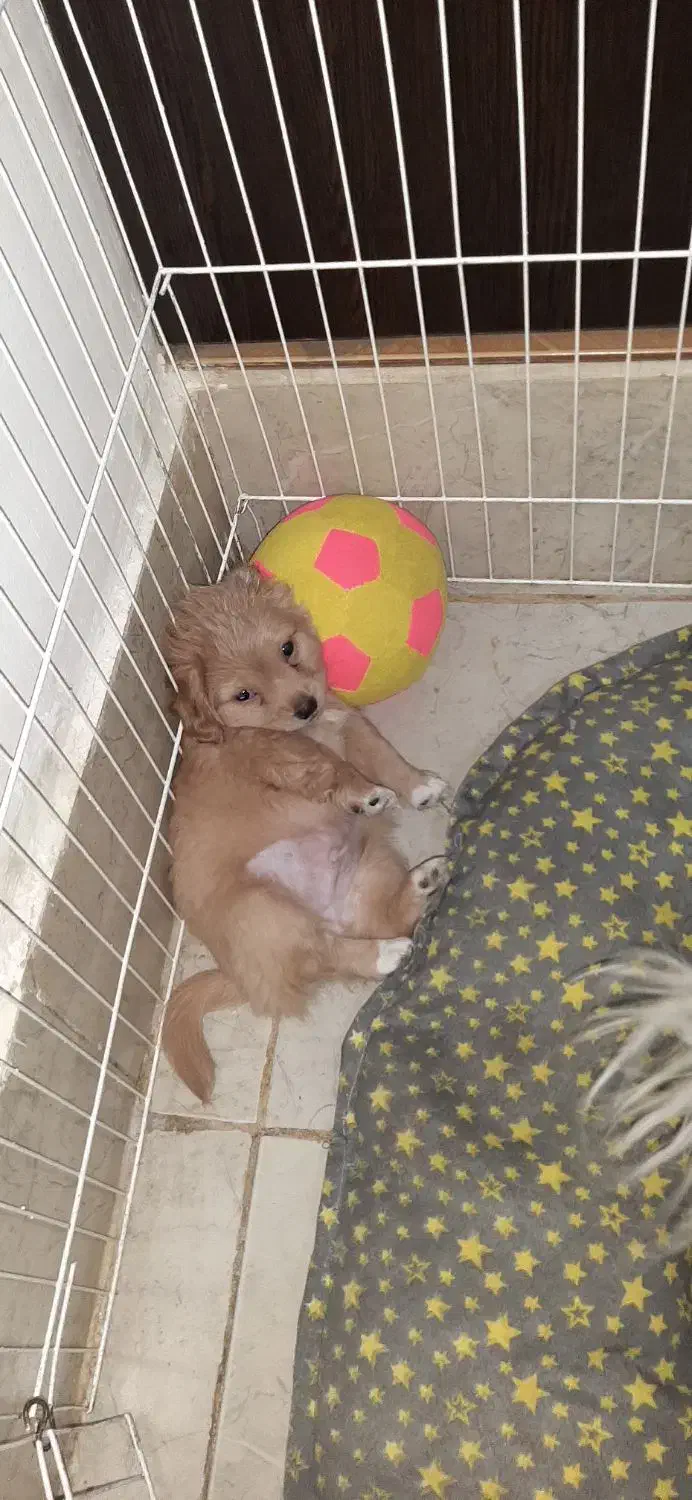 واگذاری توله اشپیتز|سگ|اهواز, گلستان|دیوار