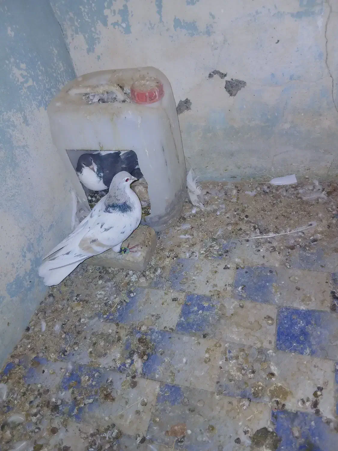 صده هفرنگ|پرنده|سبزوار, شرق کال شمالی|دیوار