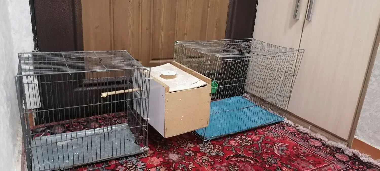 دو عددقفس عروس هلندی مرغ عشق|لوازم جانبی حیوانات|ارومیه, |دیوار