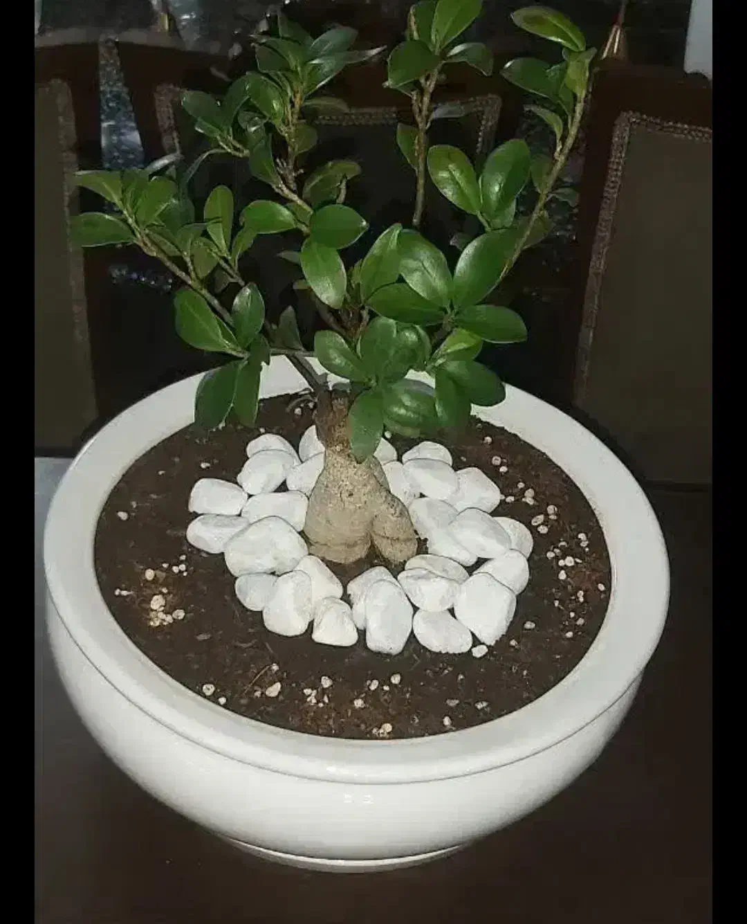 بونسای|گل و گیاه طبیعی|زنجان, |دیوار