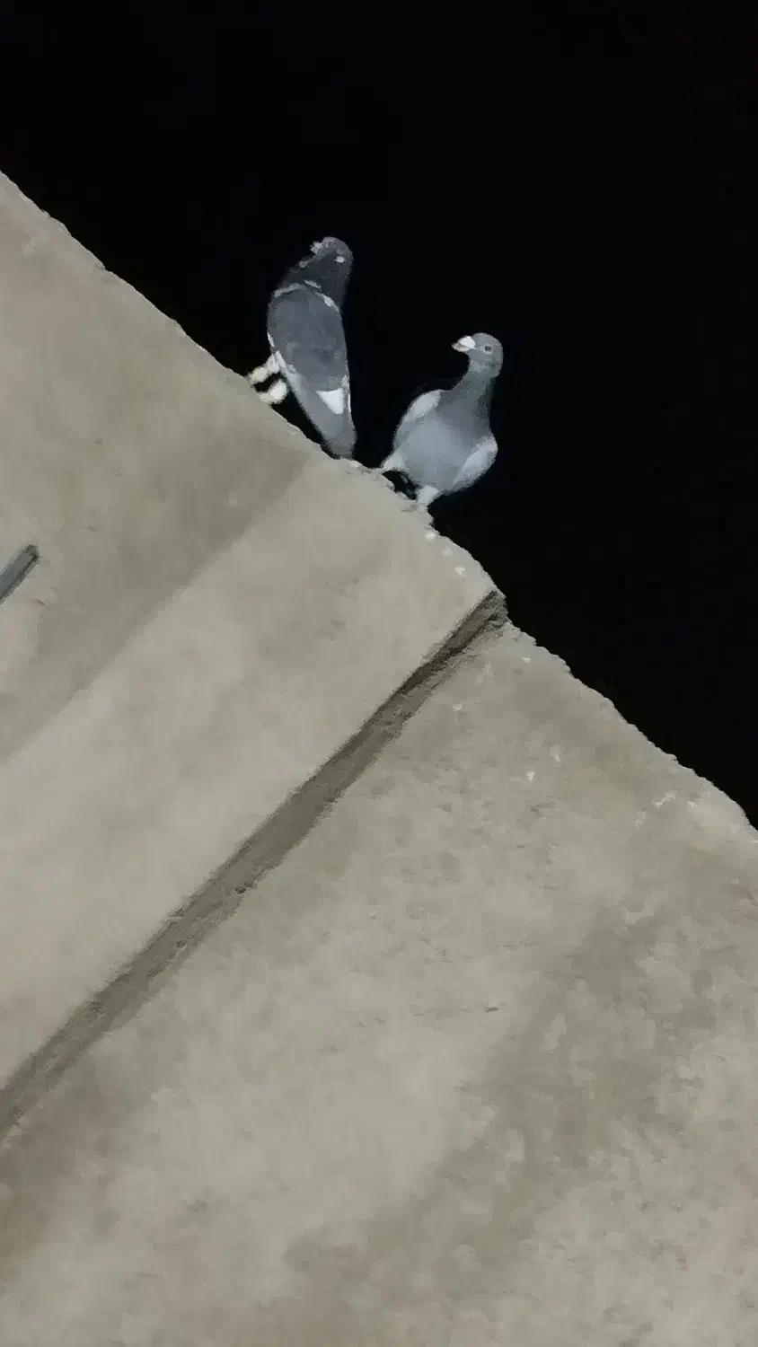 تبعیدی|پرنده|نیشابور, دهنو|دیوار