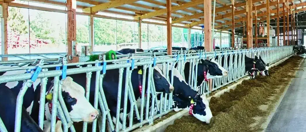 گاوداری از من گاو از شما|حیوانات مزرعه|یاسوج, |دیوار