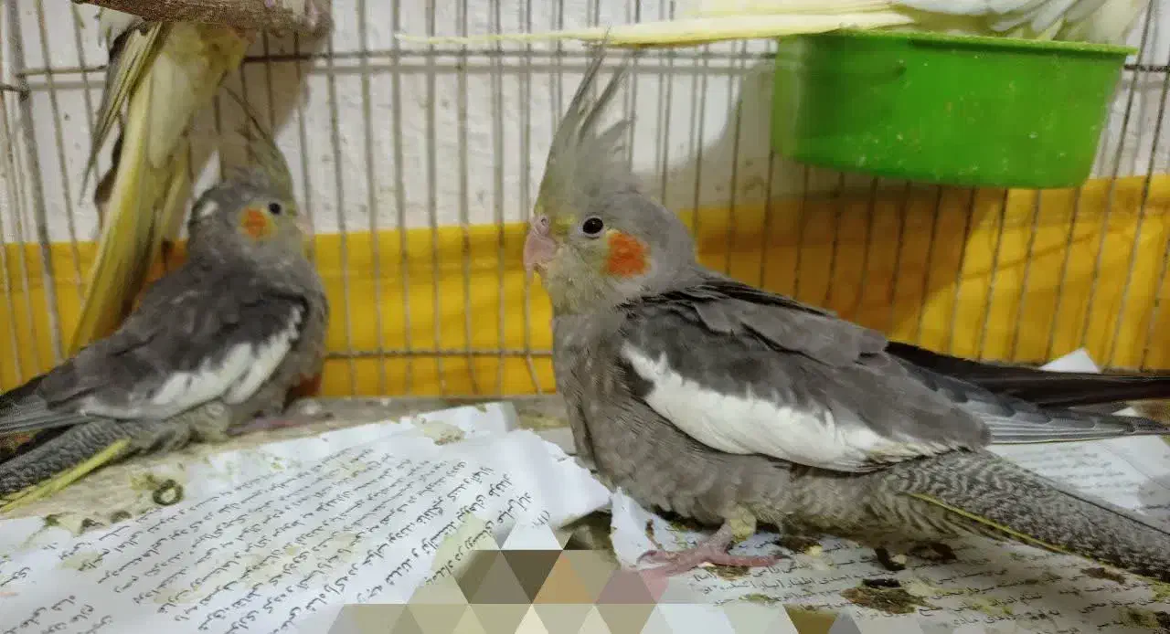 طوطی عروس|پرنده|رشت, معلم|دیوار