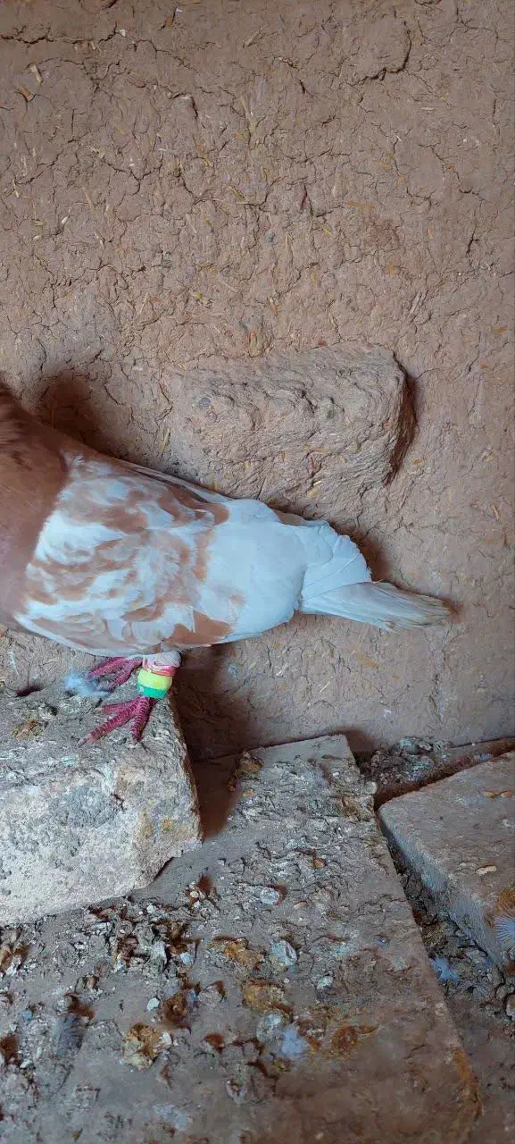 کبوتر|پرنده|دهاقان, |دیوار