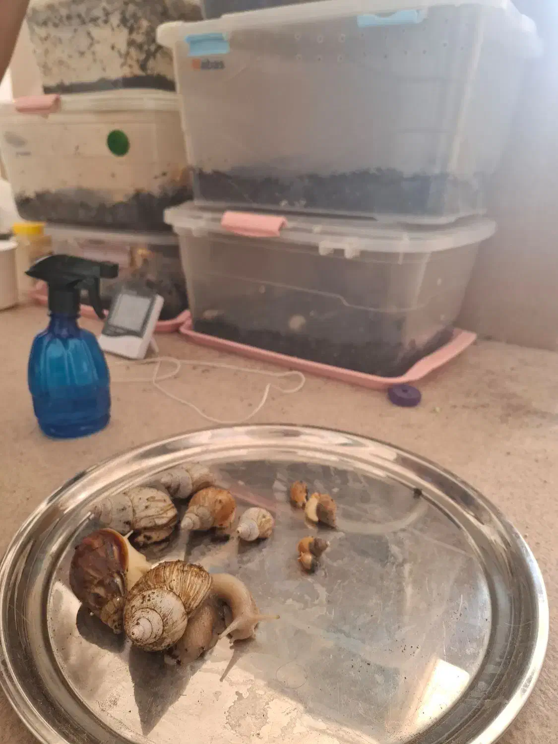 حلزون مولد.|خزنده|همدان, |دیوار