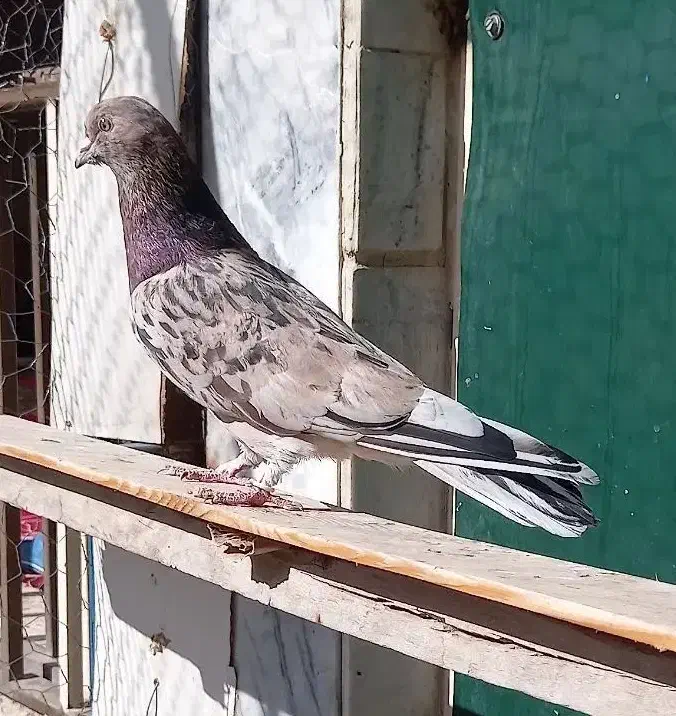 کفتر سرور|پرنده|ماهدشت, |دیوار