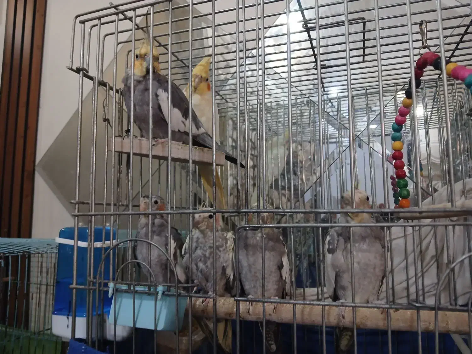 عروس هلندی|پرنده|شهر ری, حمزه‌آباد|دیوار