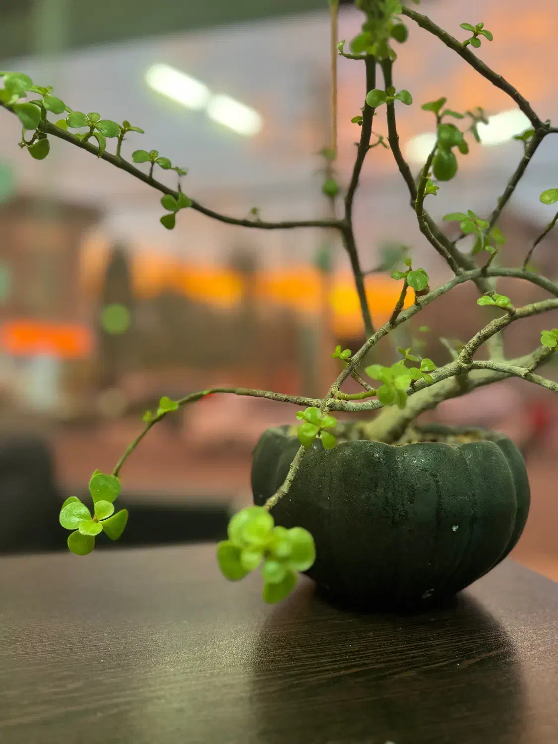 نیروی خانوم جهت رسیدگی به امور منزل و کودک|استخدام سرایداری و نظافت|تنکابن, |دیوار