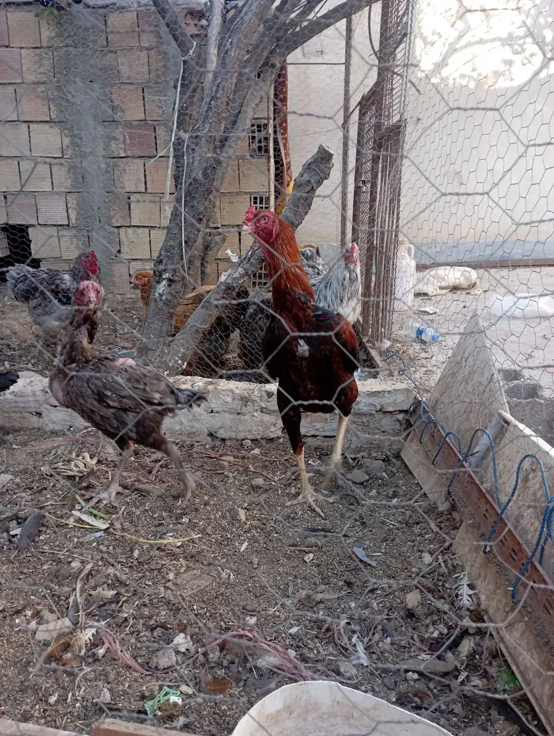 مرغ خروس لاری|حیوانات مزرعه|مشهد, شهرک بهارستان|دیوار