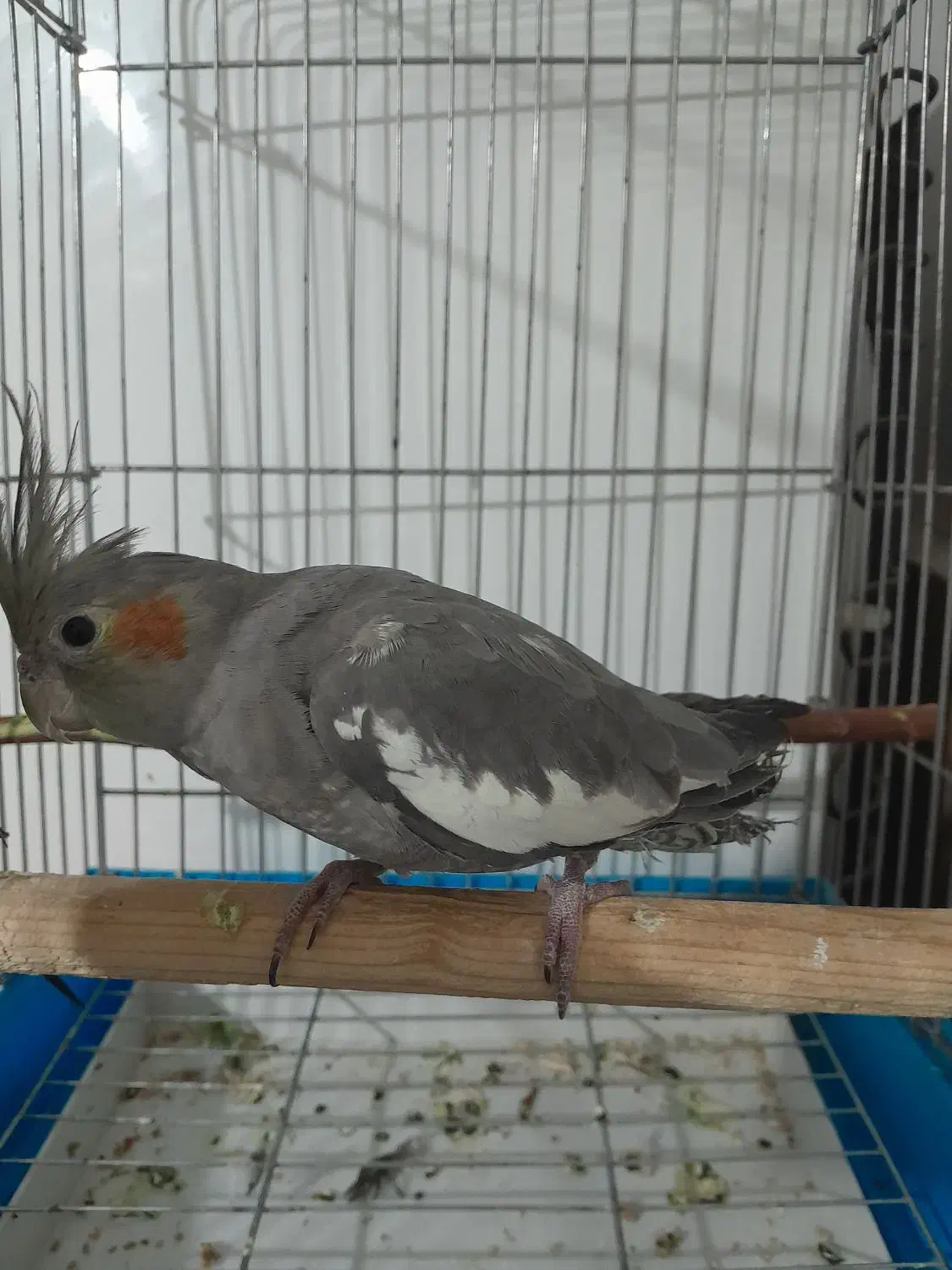 عروس هلندی ماده|پرنده|سنقر, |دیوار