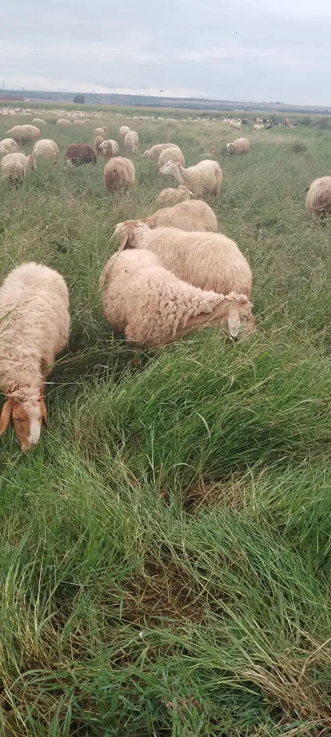 فروشی بره و بزغاله|حیوانات مزرعه|پارسآباد, |دیوار