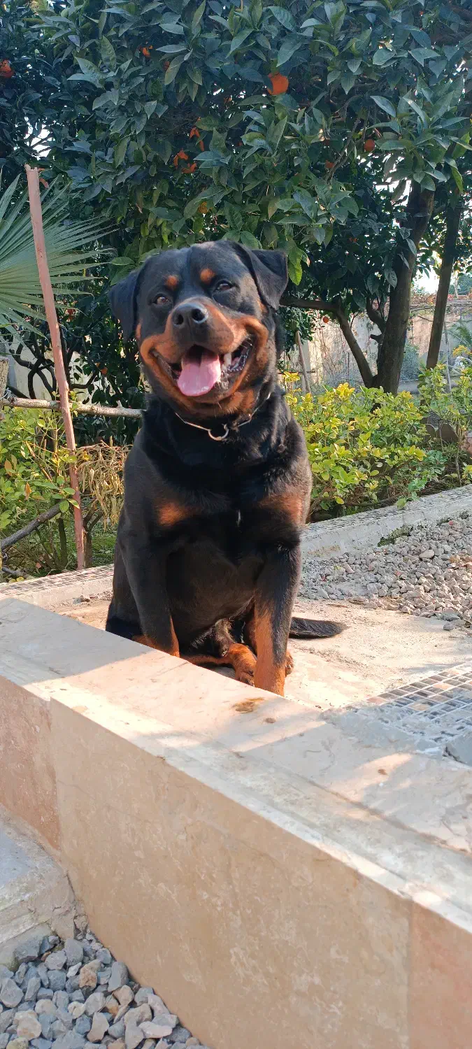 واگذاری سگ روتوایلر|سگ|امامزاده عبدالله, |دیوار