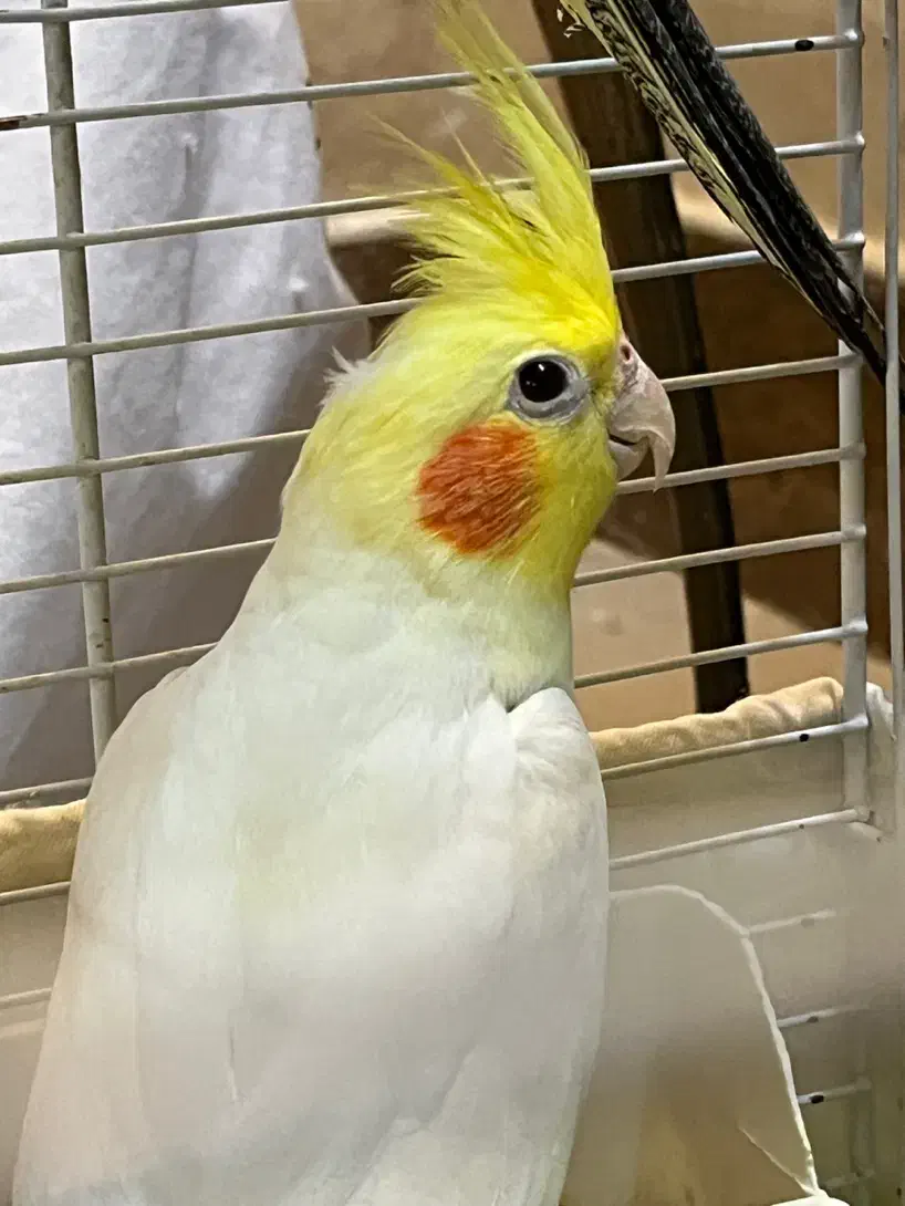 عروس هلندی نر آوازخوان آرام|پرنده|تهران, ابوذر|دیوار