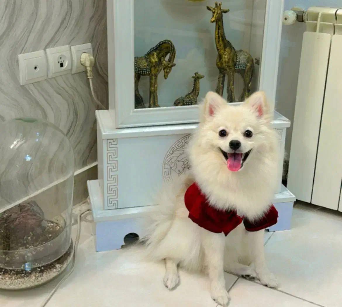 سگ پامرانین|سگ|تهران, توحید|دیوار