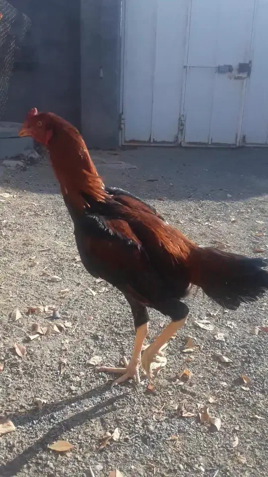 ۴ عدد خروس لاری شش ماهه دونک بالا سالم|حیوانات مزرعه|میانه, |دیوار