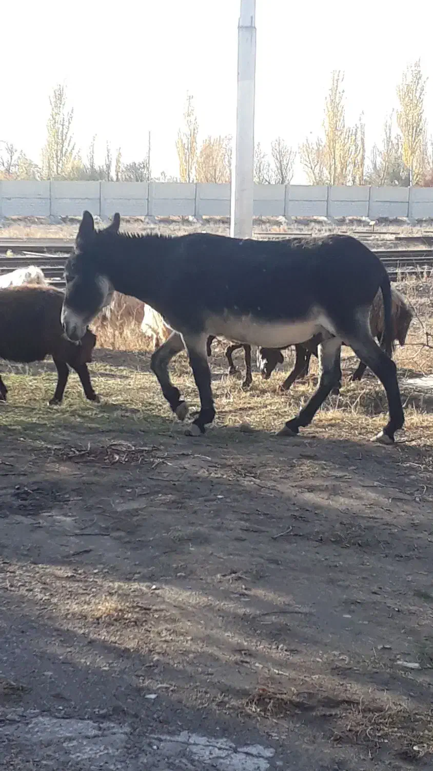 اولاغ نر|حیوانات مزرعه|مرند, |دیوار