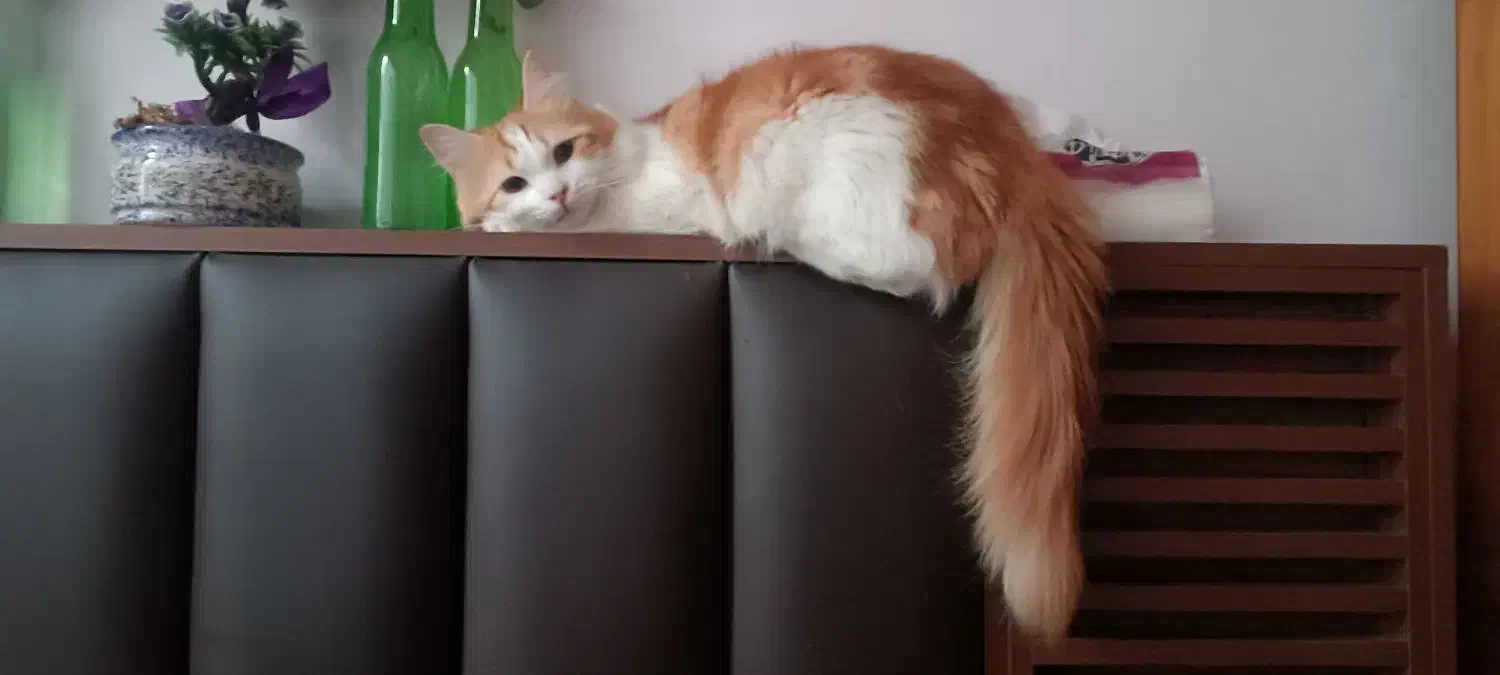 واگذاری گربه|گربه|کرج, کوی امامیه|دیوار