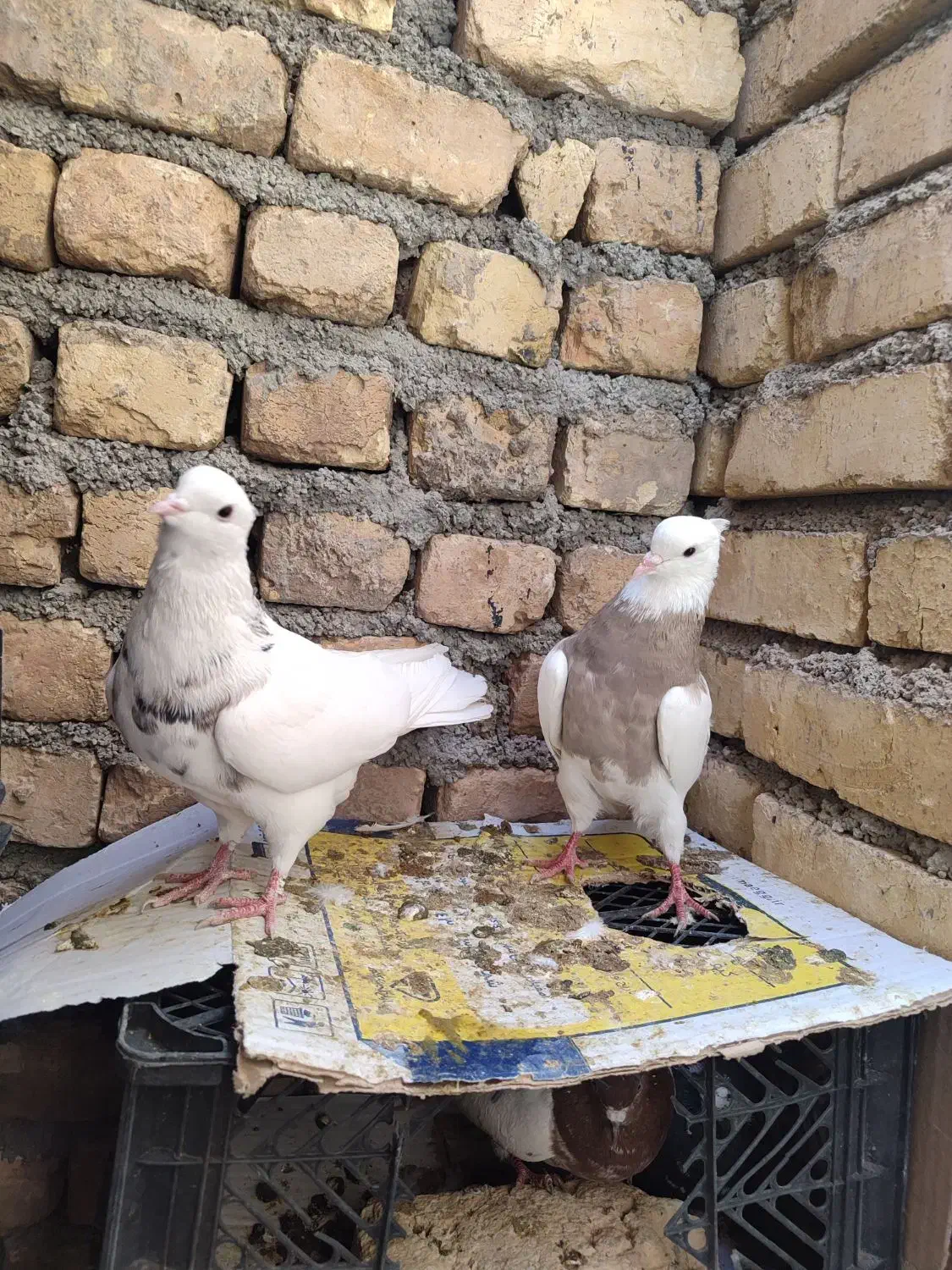 طوقی دمسفید دمسیاه کله الماسی پرشی گرگی کله دمبی|پرنده|مبارکه, |دیوار