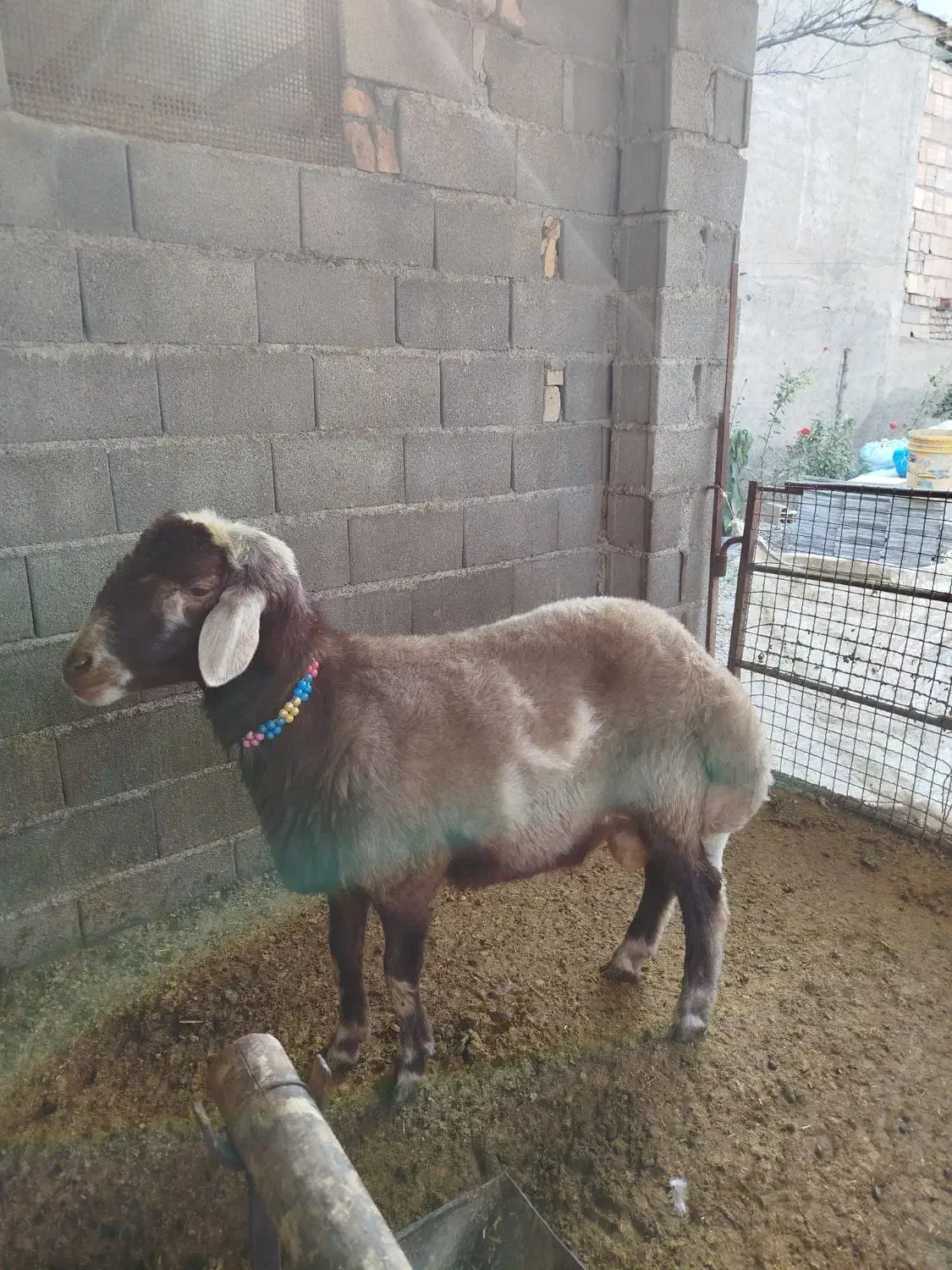 نر تخمی|حیوانات مزرعه|سرخنکلاته, |دیوار