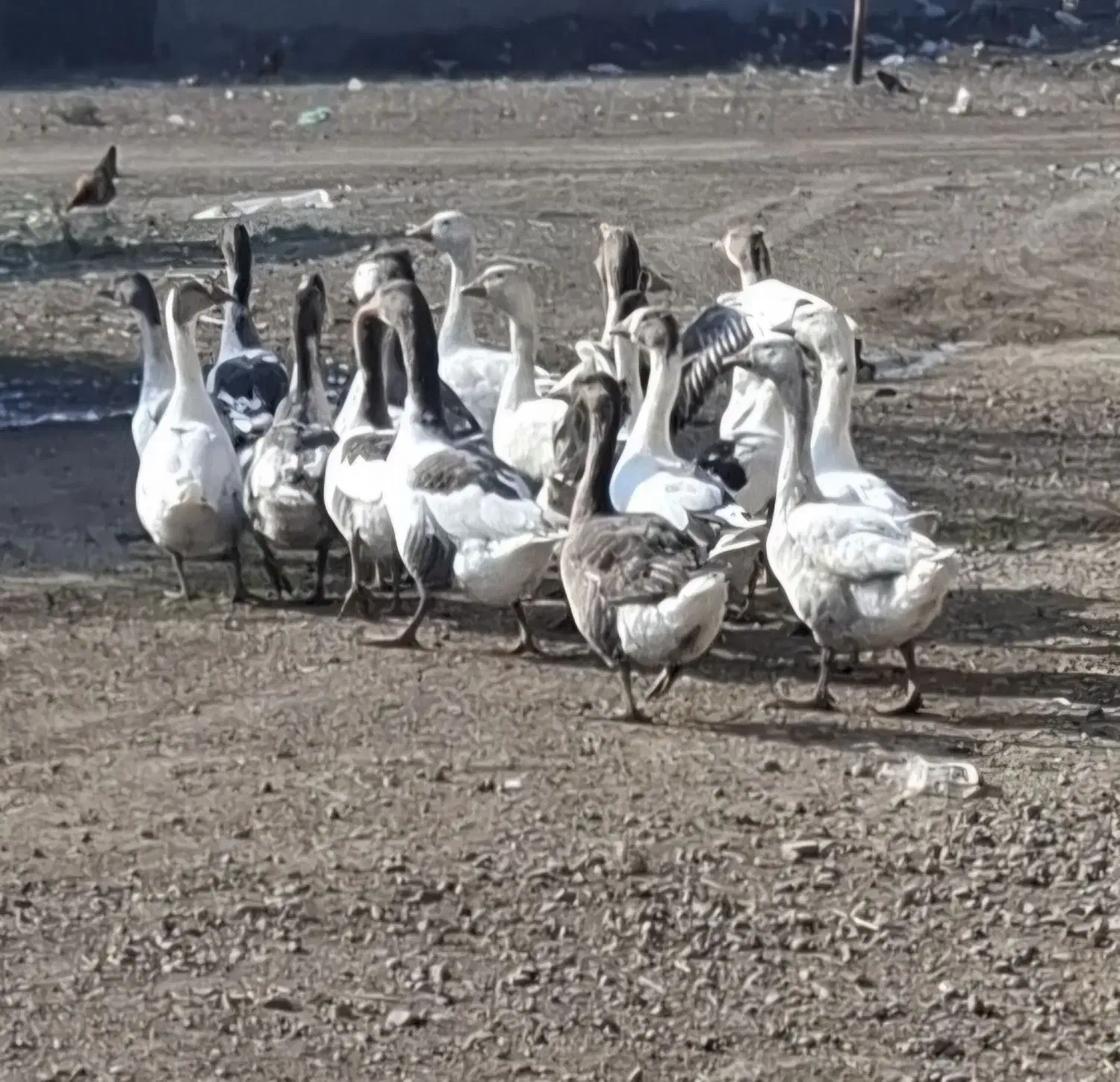 تعدادی بوقلمو و غاز محلی به فروش میرسد|حیوانات مزرعه|قشلاق دشت, |دیوار