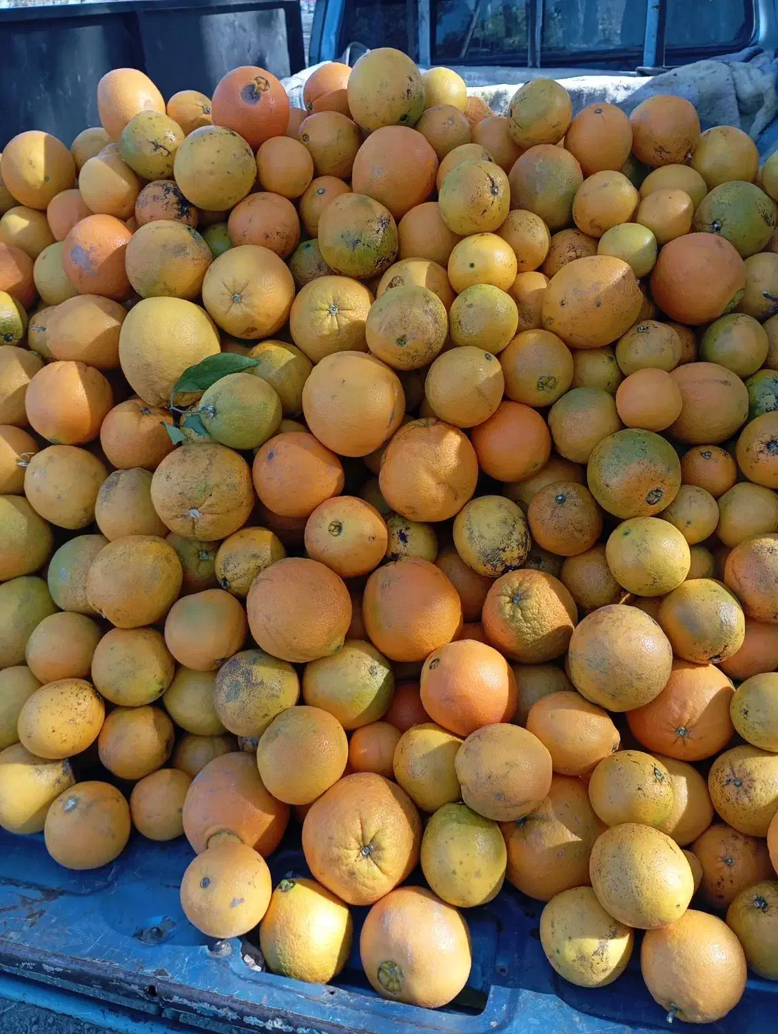 تامسون شیرین 35|عمده‌فروشی|گرگان, |دیوار