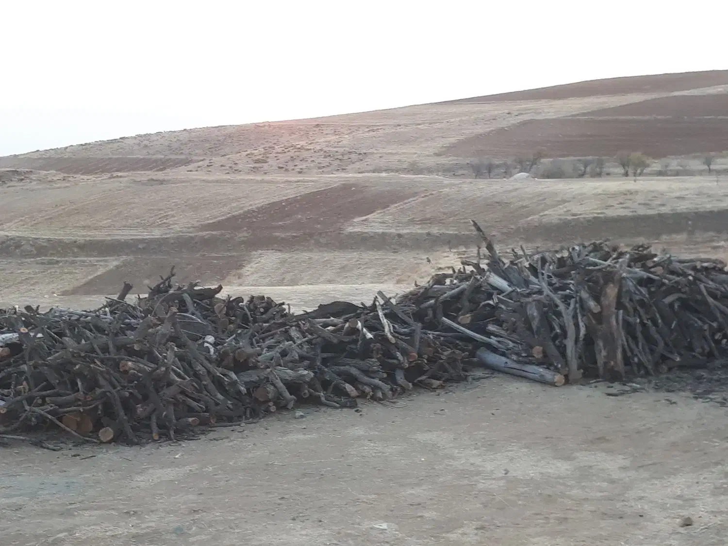 چوب بادام خشک|خدمات باغبانی و درختکاری|بروجرد, |دیوار