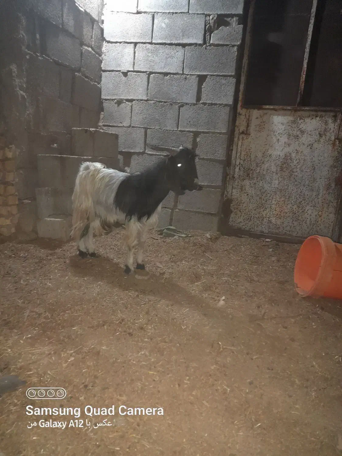 دوعدد بزنر|حیوانات مزرعه|بندر ماهشهر, |دیوار