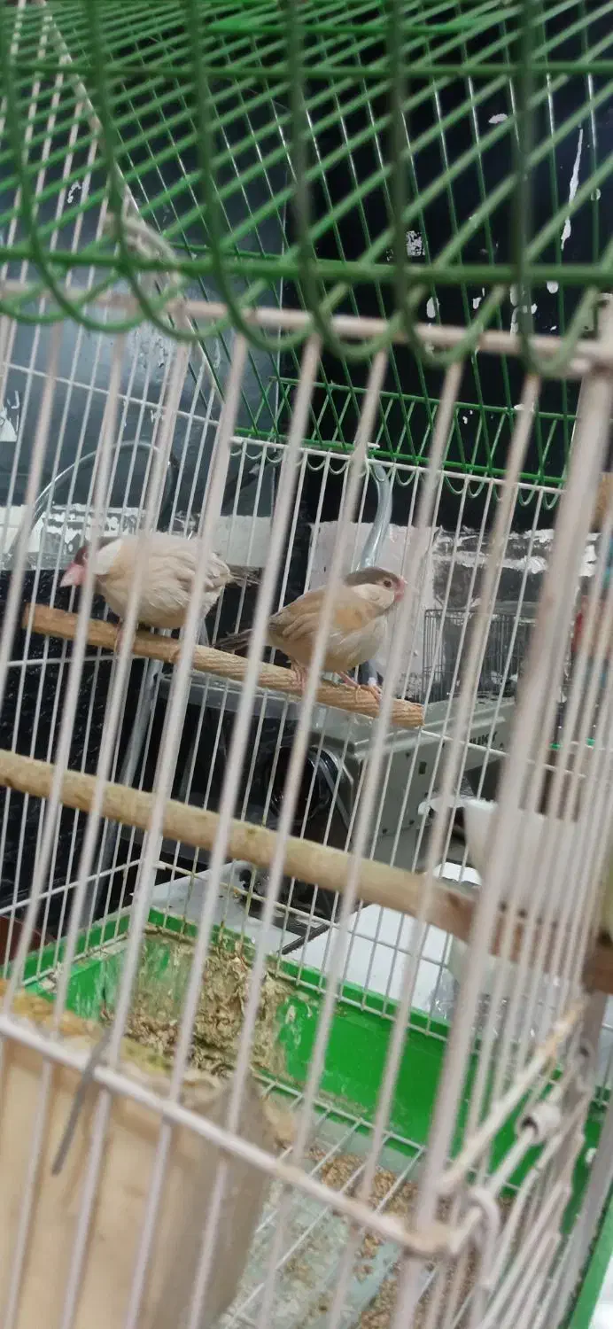 سهره|پرنده|قم, بکایی|دیوار