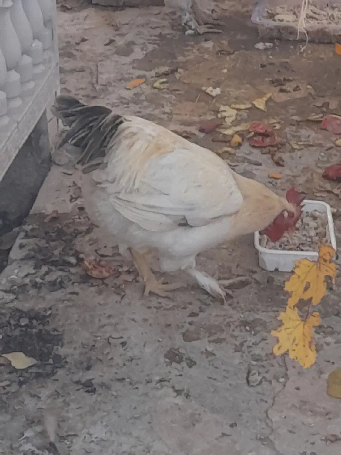 خروس برهما|حیوانات مزرعه|مشهد, باغ فراگرد|دیوار