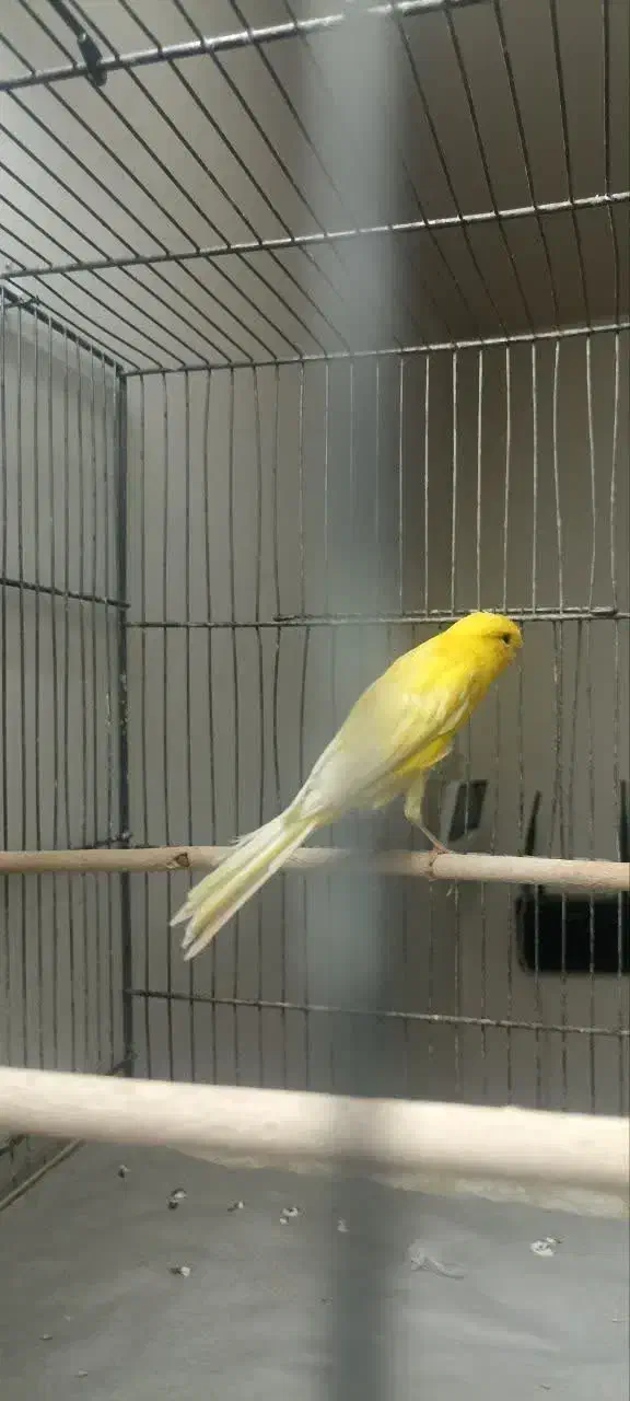 قناری نر بلند|پرنده|قم, هفت تیر|دیوار