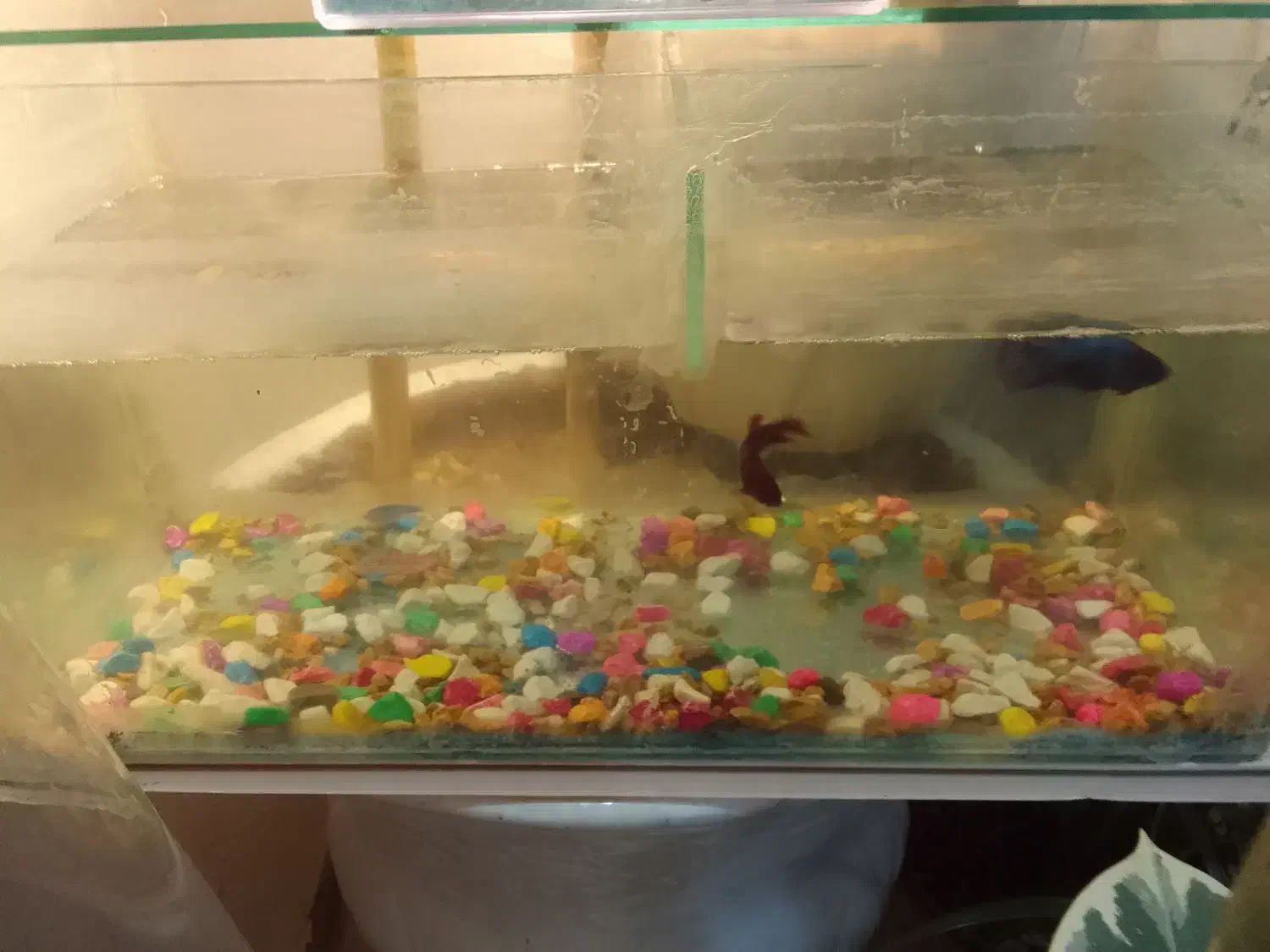 آکواریوم ۴۰در۲۰|ماهی|گرگان, |دیوار