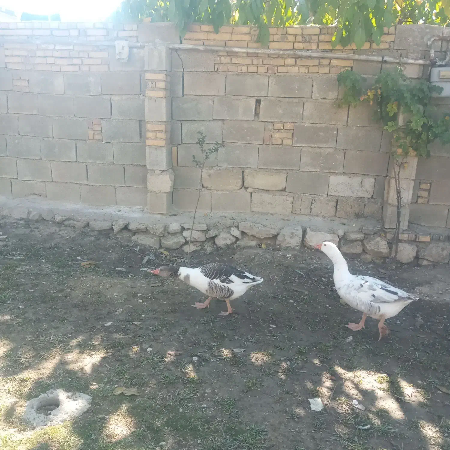 دوعددغازجوان معاوضه|حیوانات مزرعه|یاسوج, |دیوار