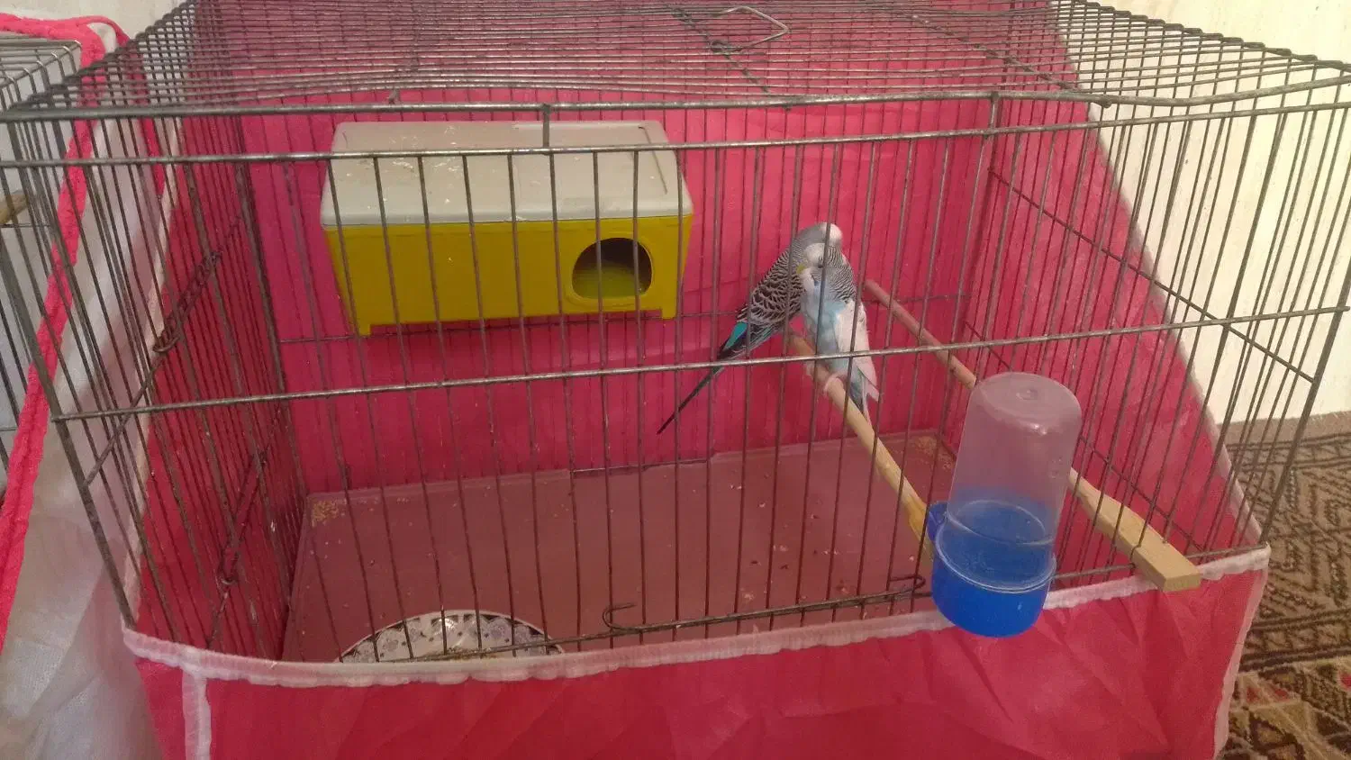 دوعدد مرغ عشق مست باقفس|پرنده|هرسین, |دیوار