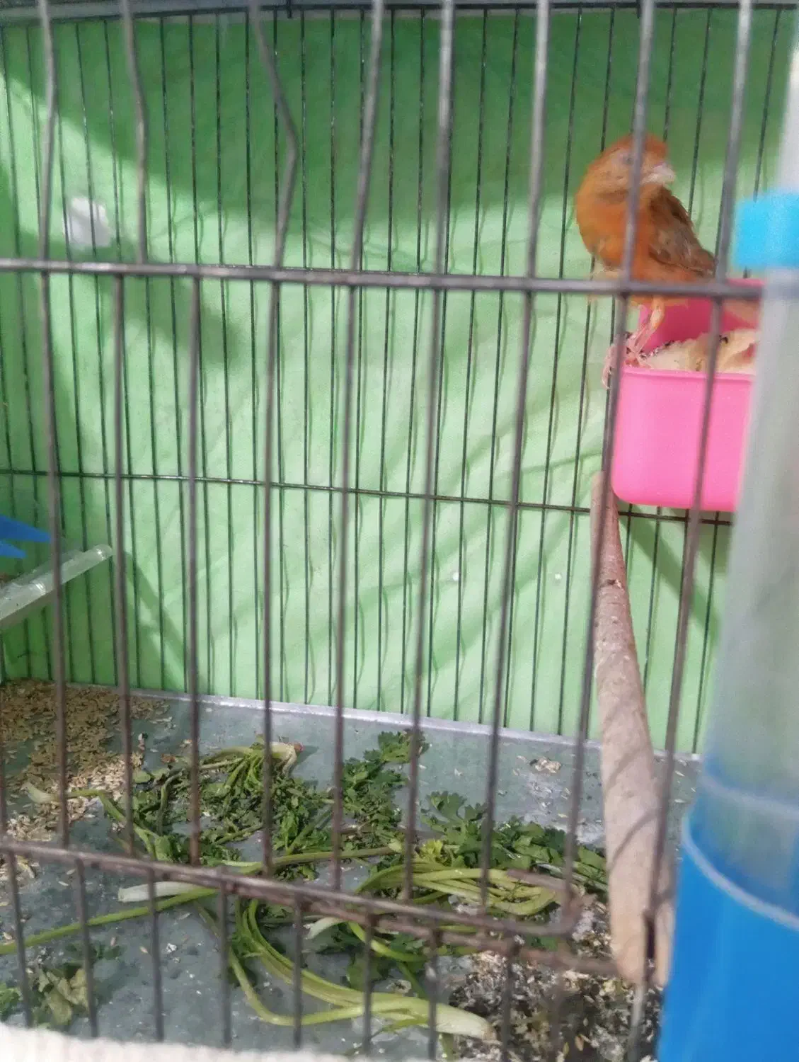 قناری ماده|پرنده|شیراز, شهرک مهرگان|دیوار