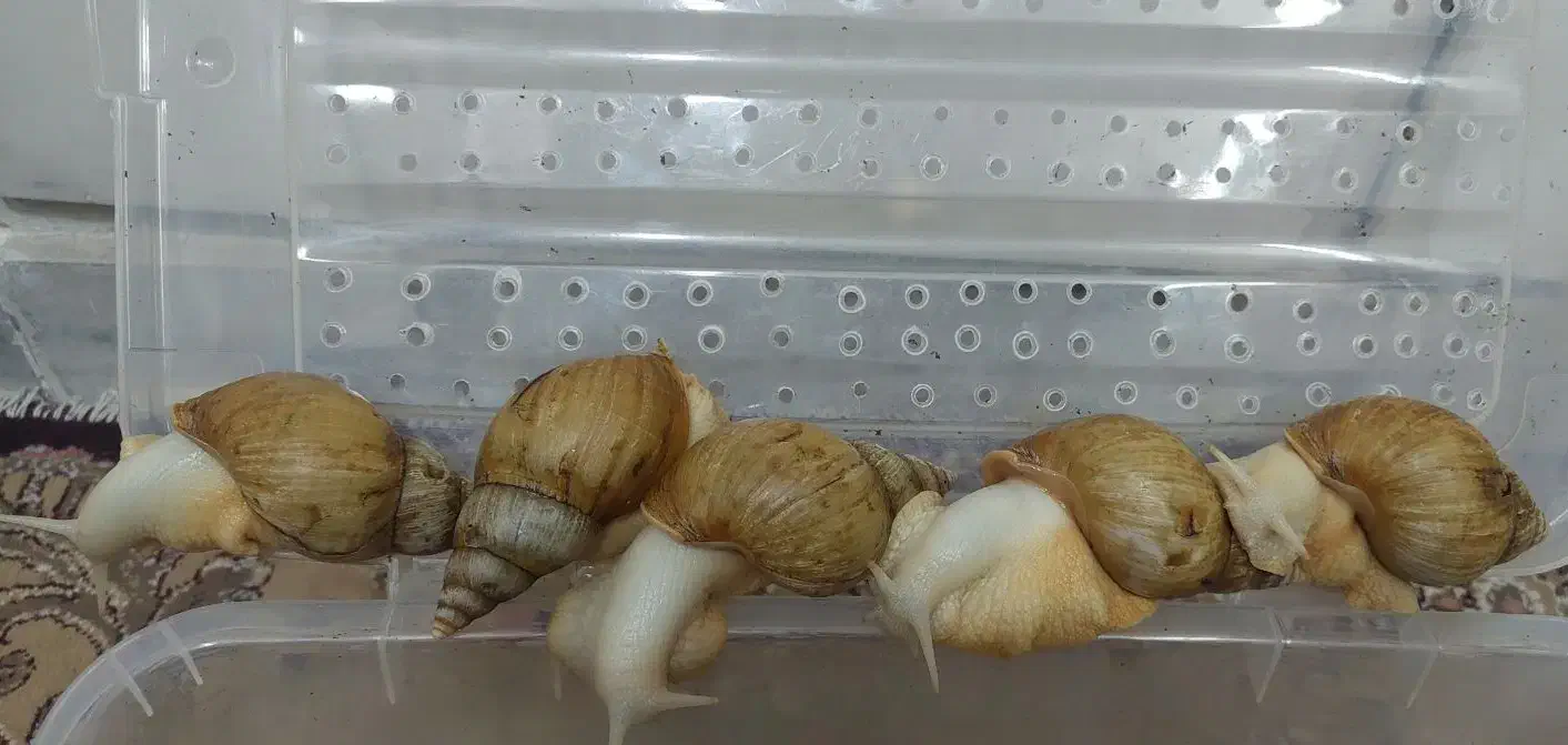 حلزون آلبینو|خزنده|قم, زنبیل آباد|دیوار