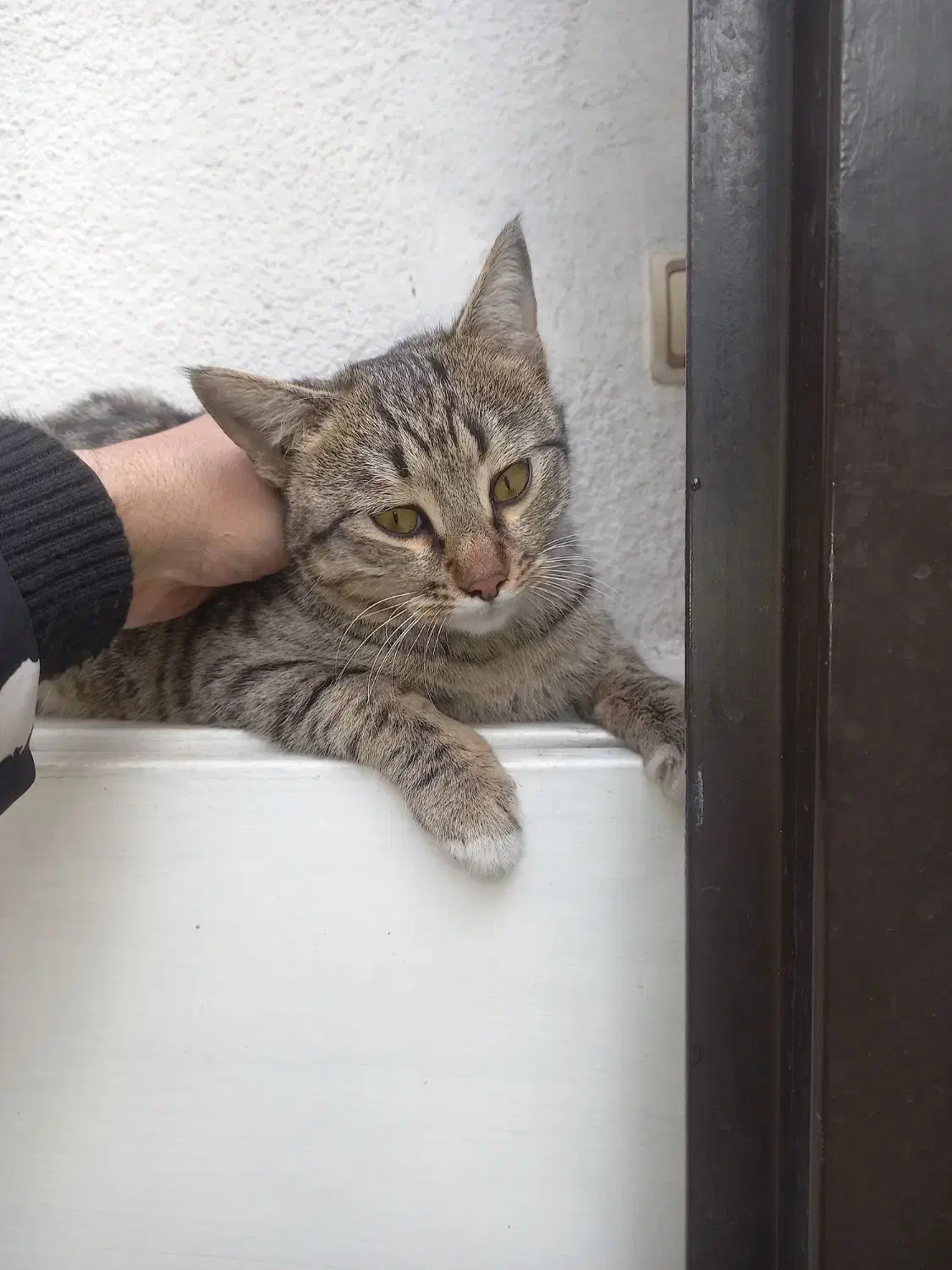 گربه|گربه|تهران, شهید رجایی|دیوار