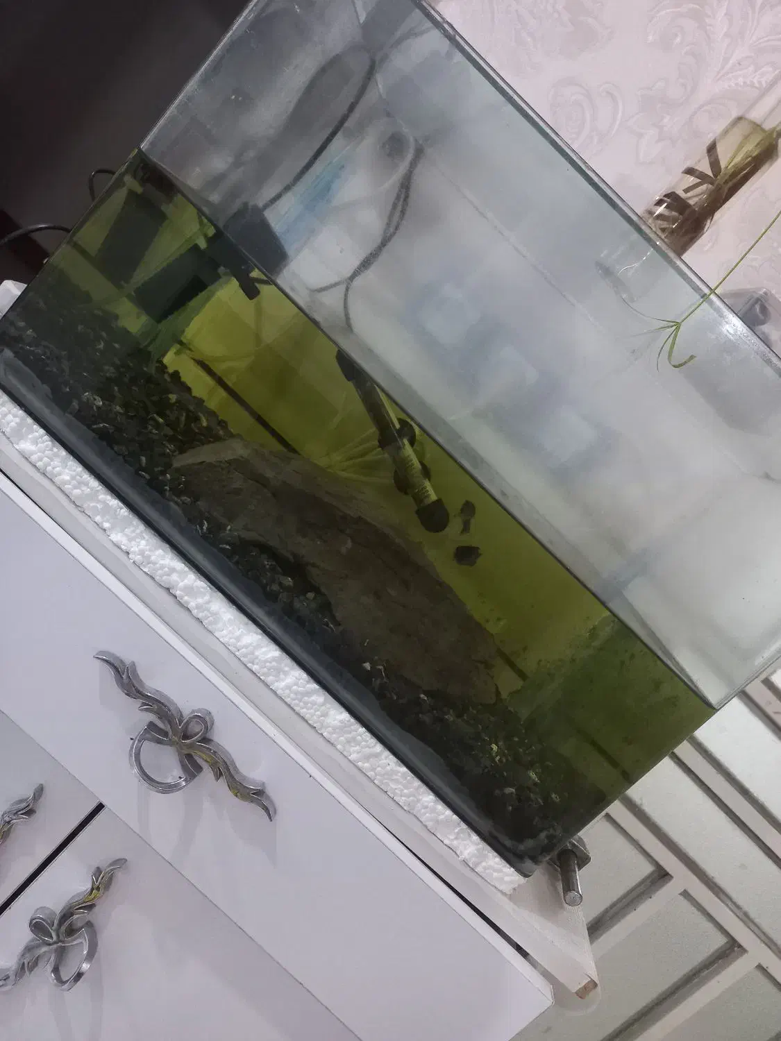 اکواریوم|ماهی|خرمشهر, |دیوار