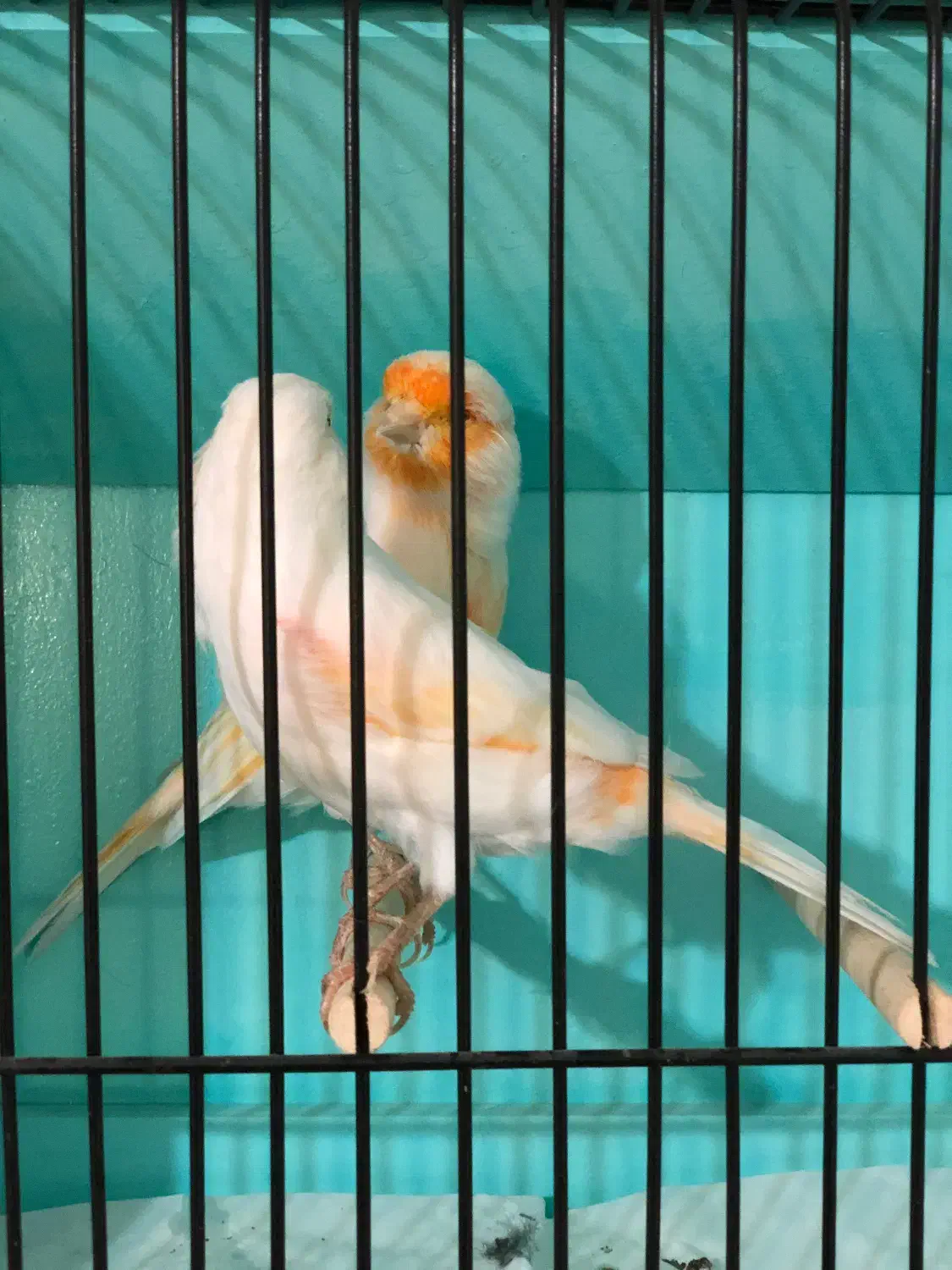 قناری موزایک جفت|پرنده|تبریز, |دیوار