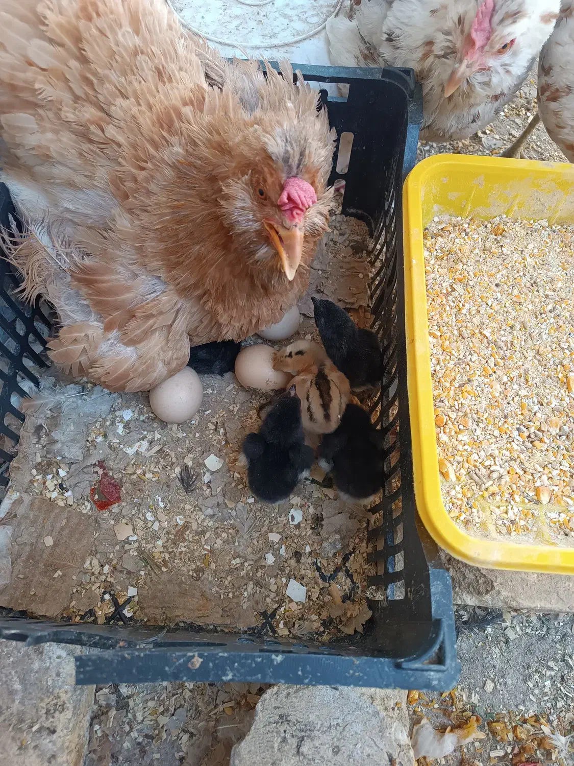 مرغ رسمی تخم گذار|حیوانات مزرعه|یزد, |دیوار