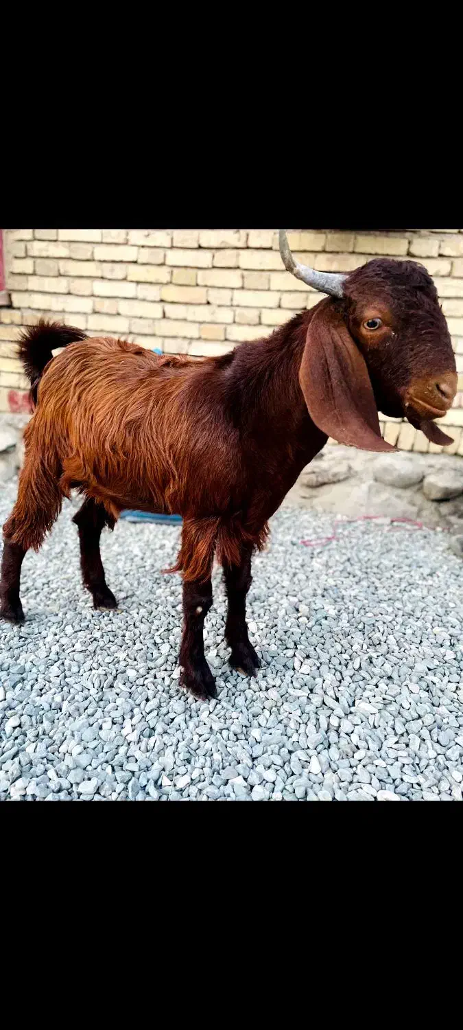 فروش چپشت چاق سرحال|حیوانات مزرعه|حور, |دیوار