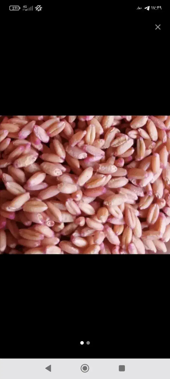 بذر مادری گندم دیم رقم پر از و|خدمات باغبانی و درختکاری|ماهیدشت, |دیوار